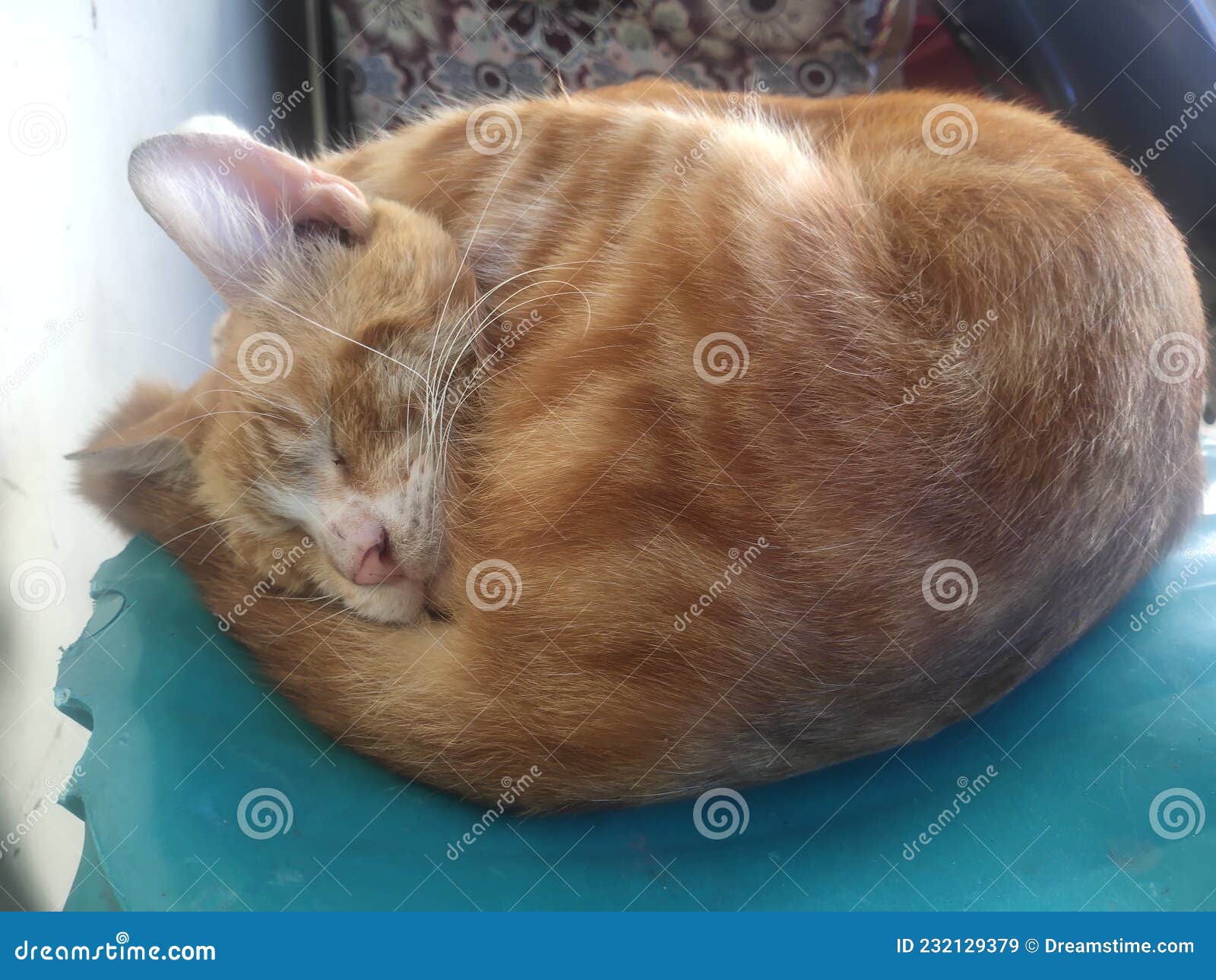 My funny cat stock image. Image of sleeping, funny, name 232129379