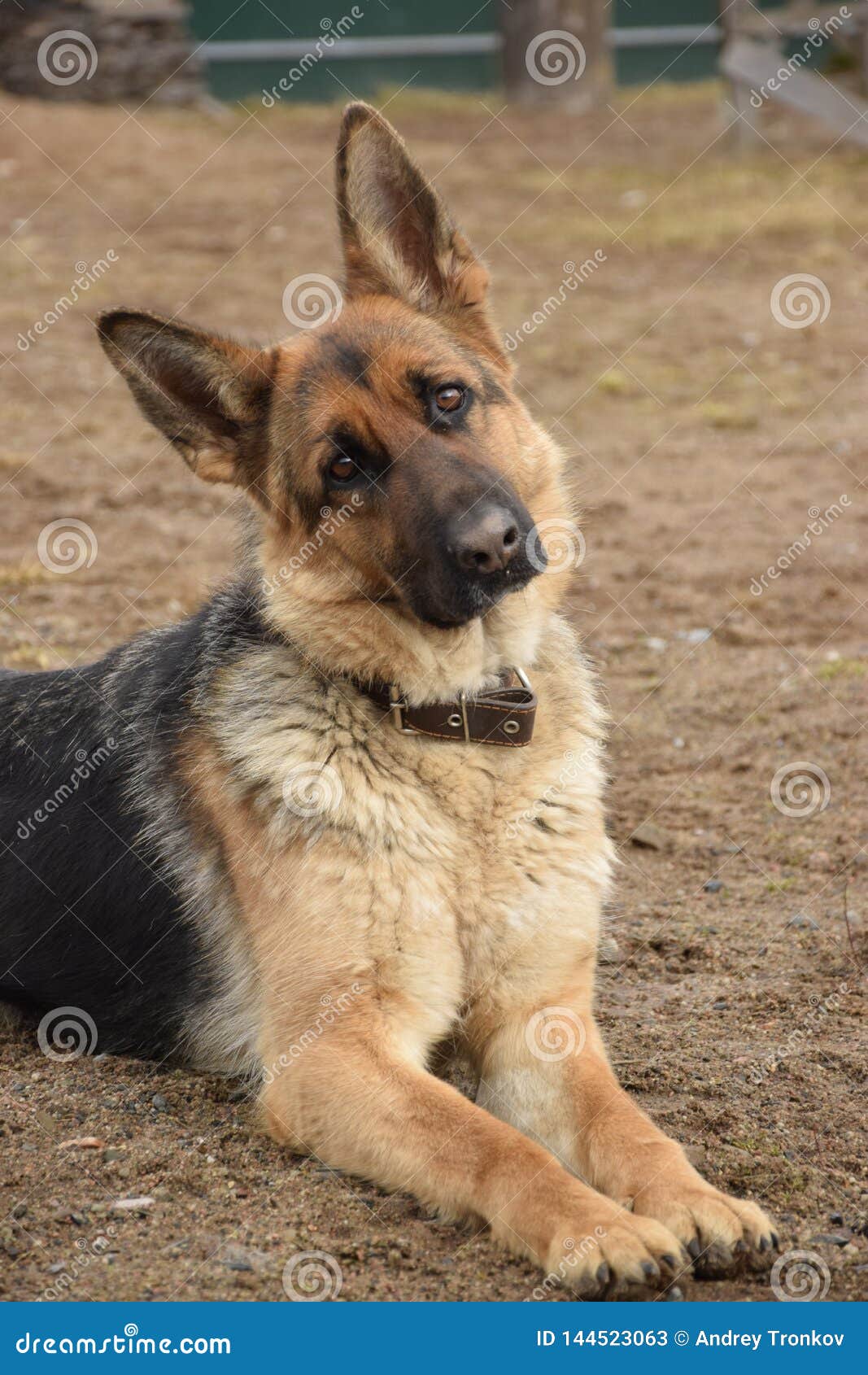 german shepherd house