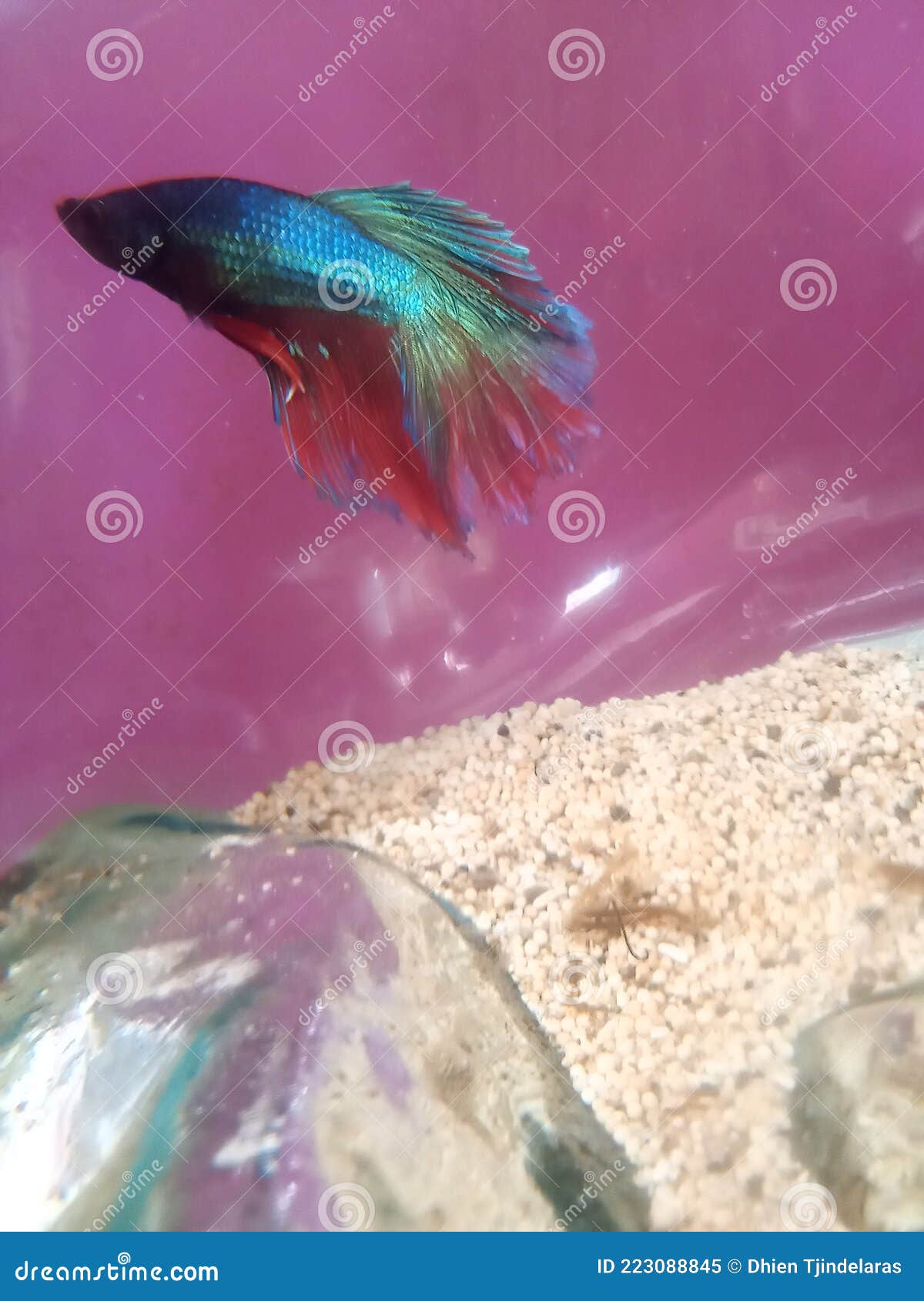 little betta fish
