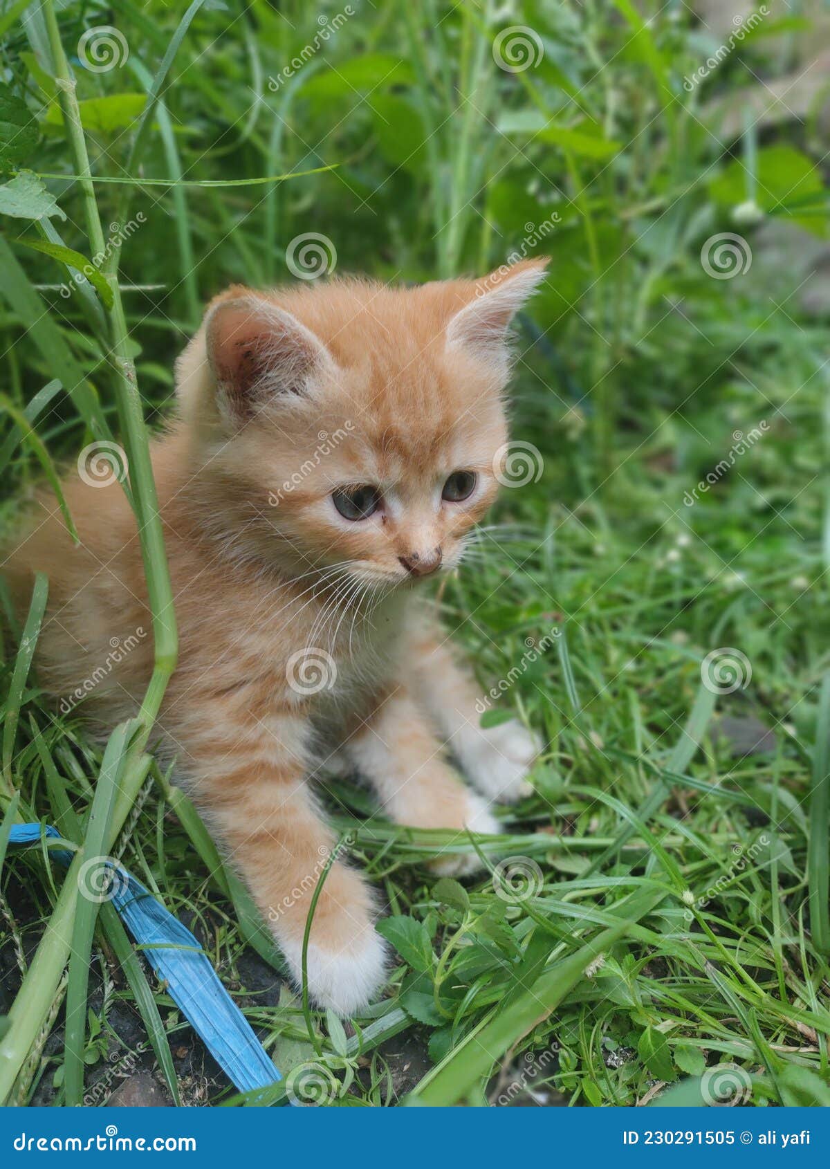My little Kitty cat stock image. Image of grass, kitten 230291505
