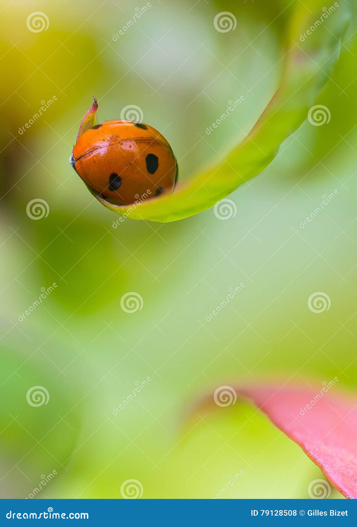 my little ladybug in my garden
