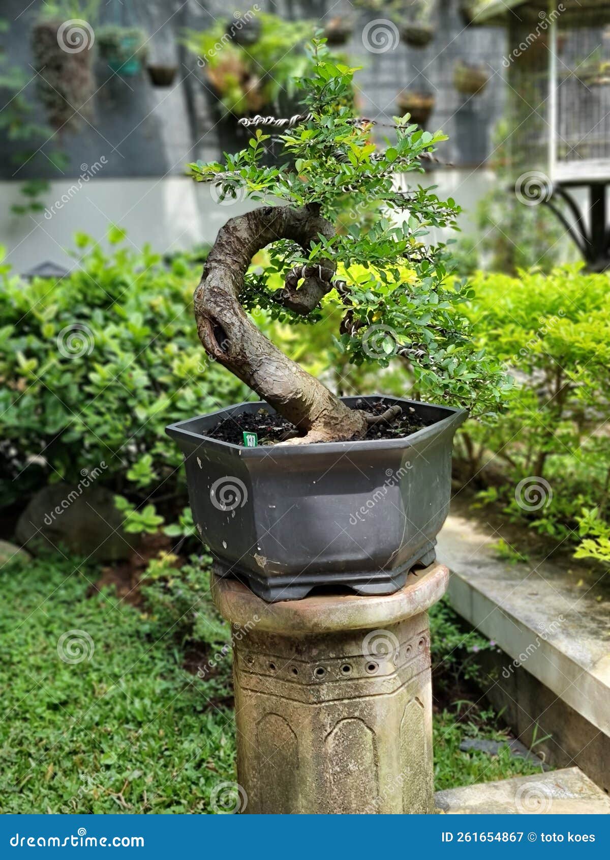 My lovely bonsai editorial photography. Image of lawn 261654867