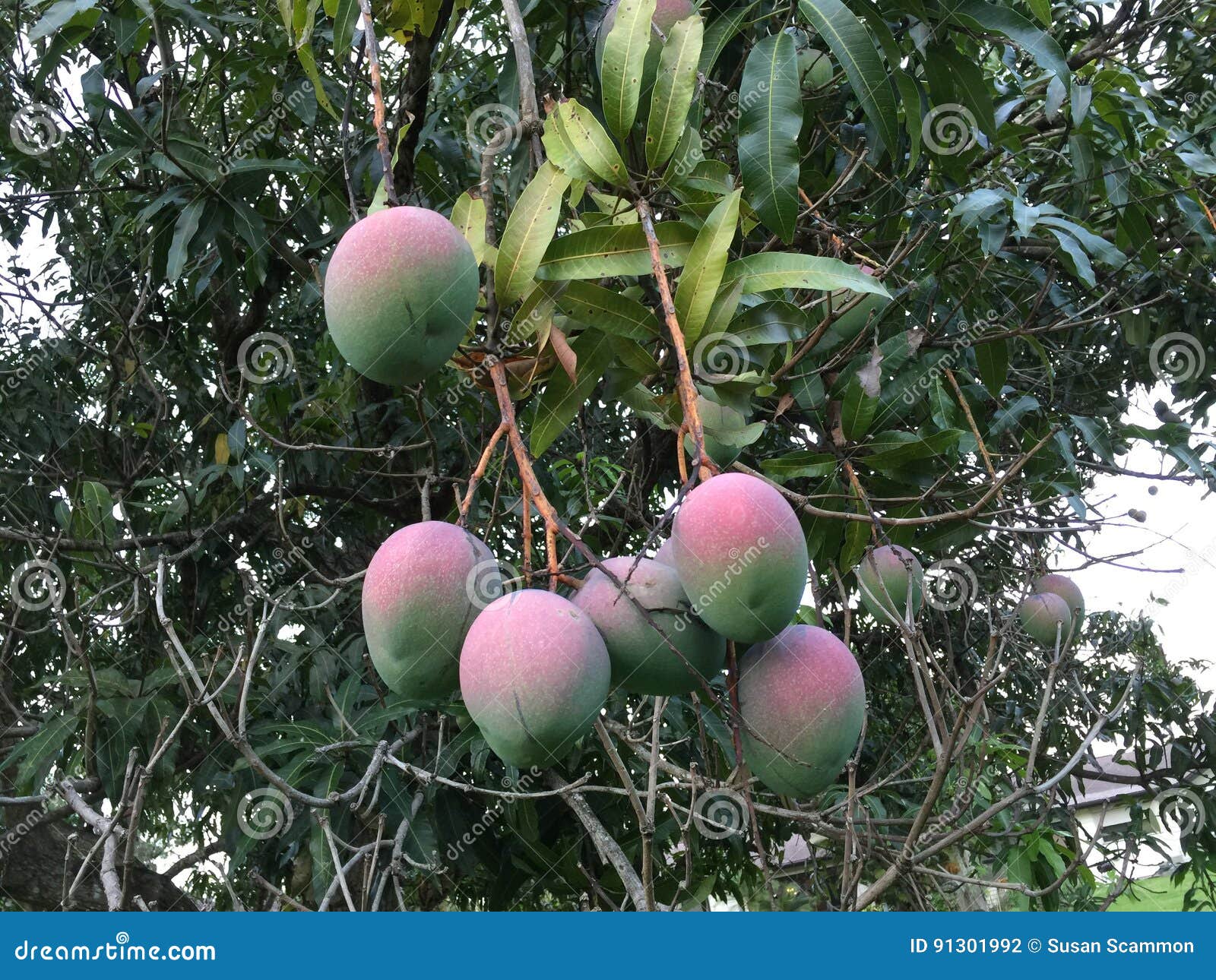 My Mangos stock photo. Image of fruit, florida, tree 91301992