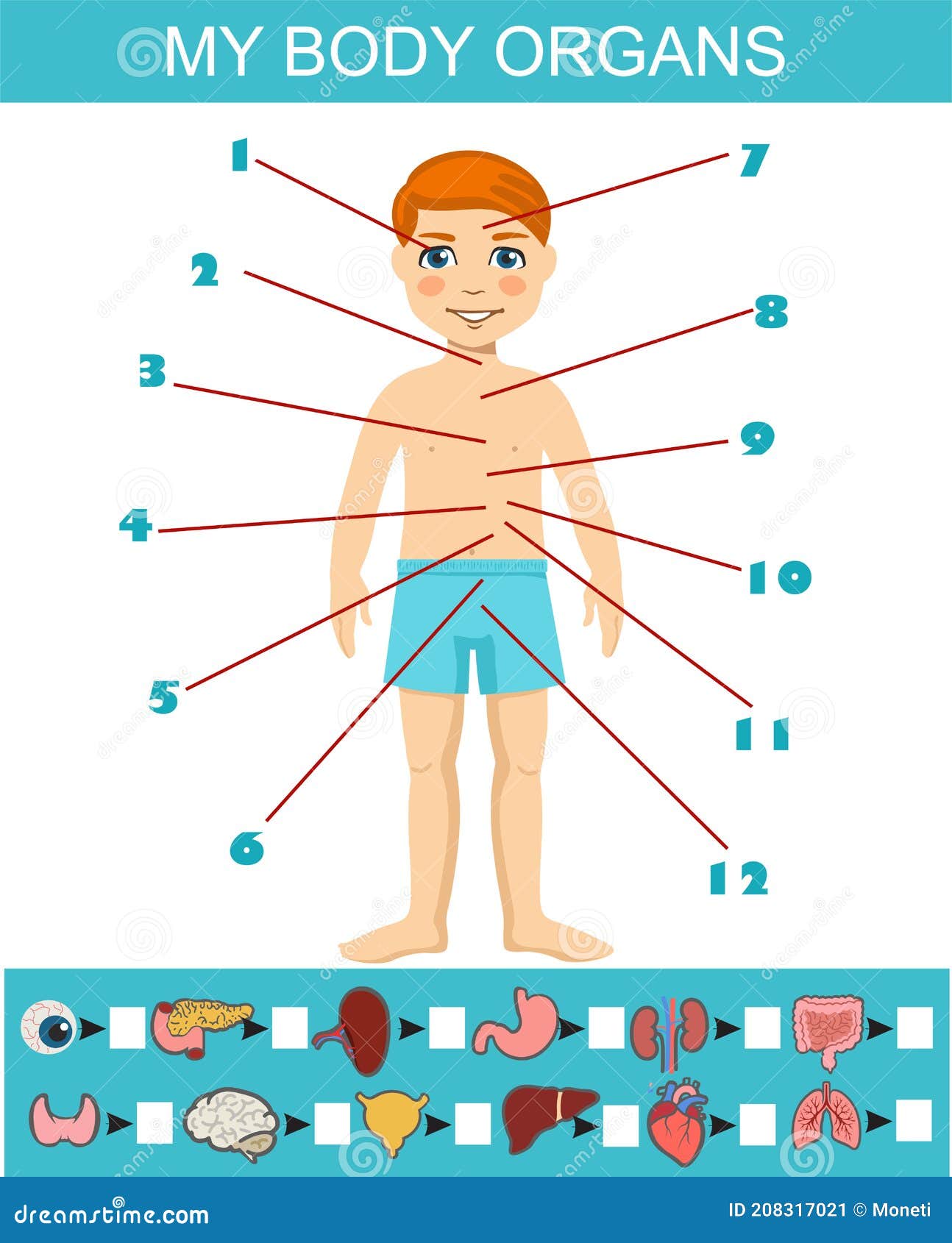 My Organs Search Puzzle Flat Vector Design. Anatomy Learning Game for Kids  Template, Cartoon Worksheet Idea Stock Vector - Illustration of adorable,  flat: 208317021