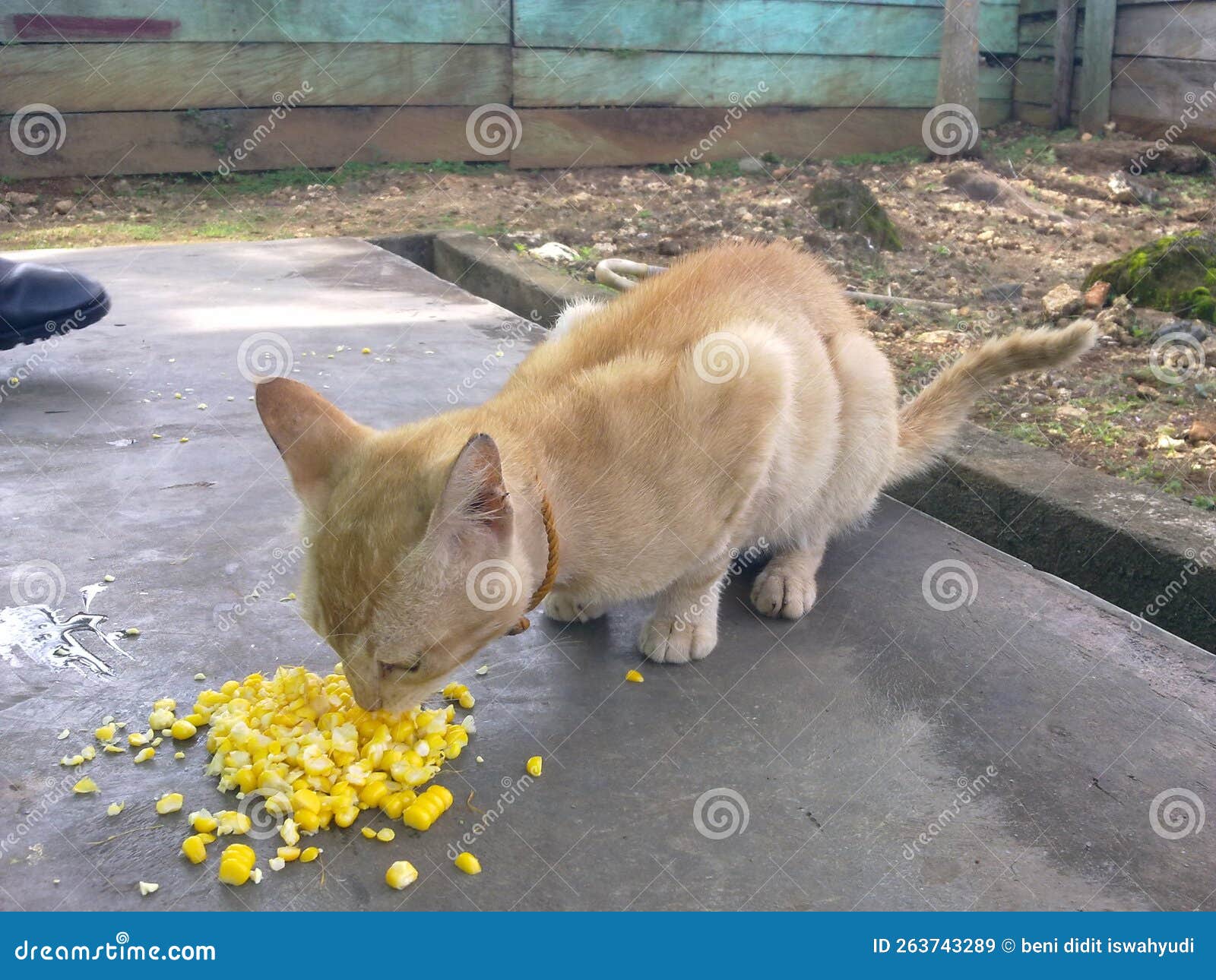 My Pet Cat is Eating Corn on the Cob in the Backyard Stock Image