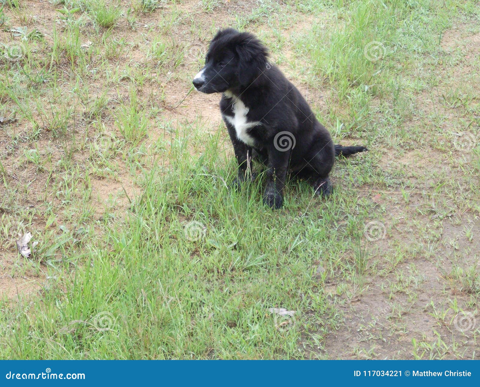 black and white borador