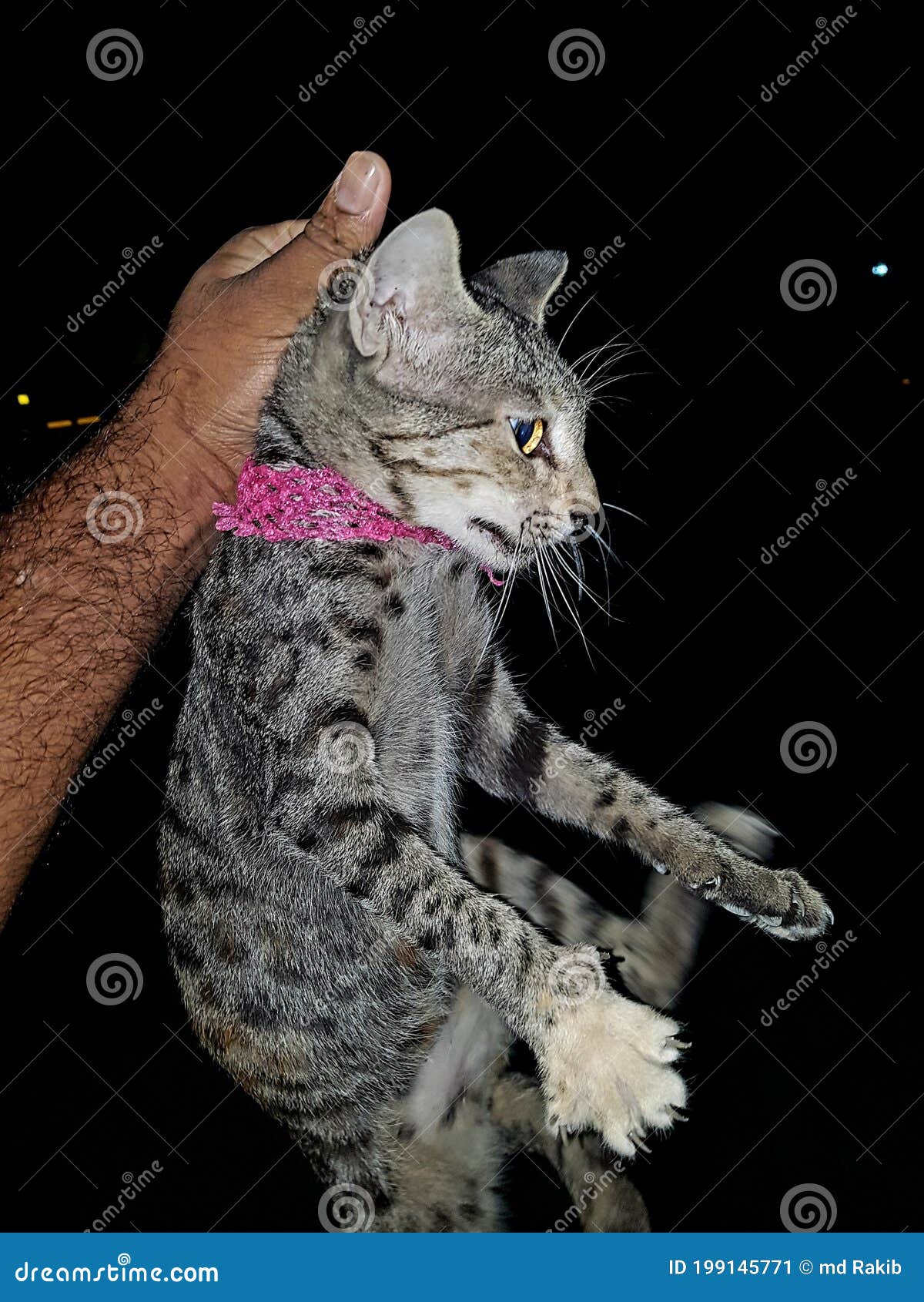 My Small Tigers Soo Beautiful My Cat Stock Image Image of tigers