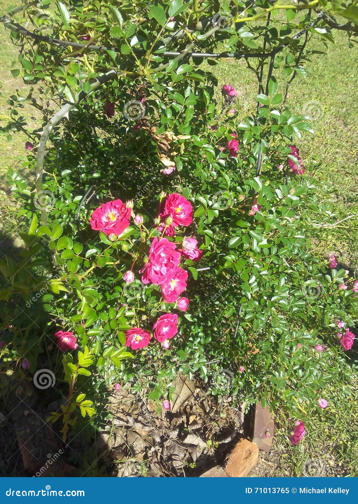 my terrific 40 year old rose bush