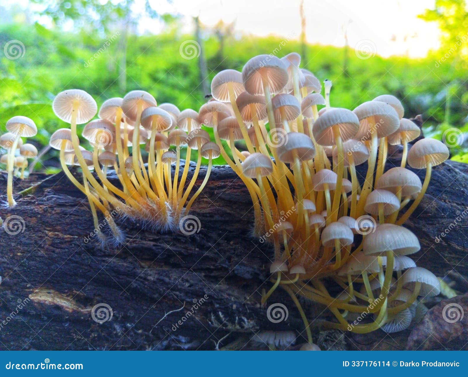 mycena renati. group mushroom. fungi.