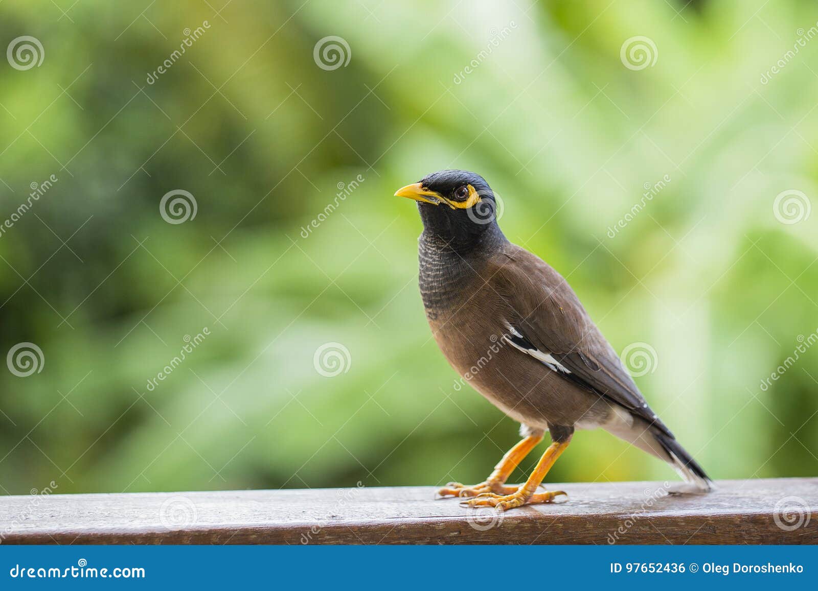 Mynah De Colline De Portrait Oiseau De Religiosa De Gracula