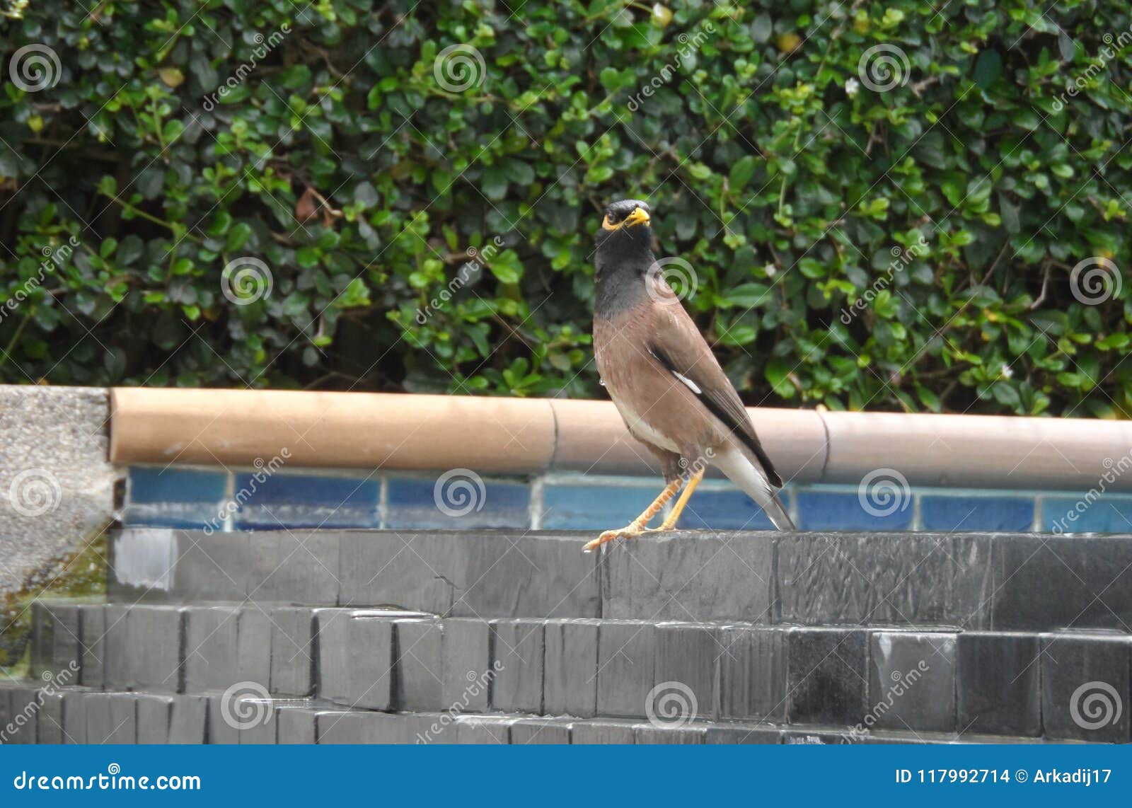 Mynah O Lo Storno Della Locusta E Un Uccello Della Famiglia Dello Storno Fotografia Stock Immagine Di Cavita Lanterne Mynah O Lo Storno Della Locusta E Un Uccello Della Famiglia Dello Storno Fotografia Stock Immagine Di Cavita Lanterne