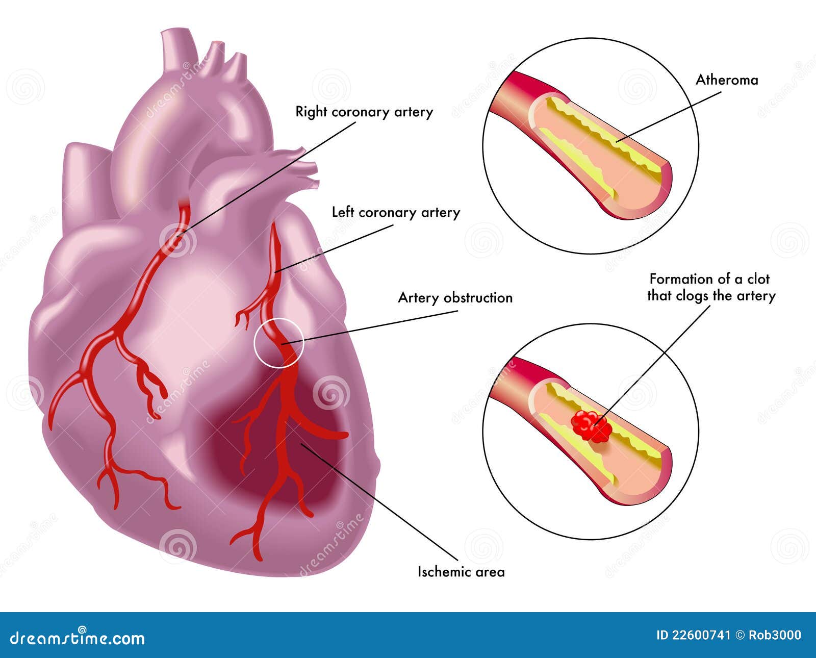 download Tissues and Organs. Hierarchical