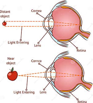Normal Vision Eyeball Structure Medicine Vector Illustration 