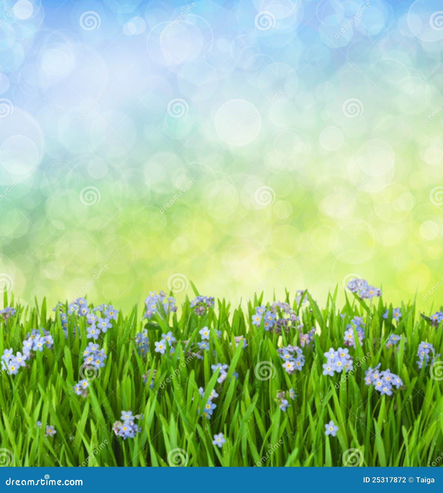 myosotis blue flowers into green grass