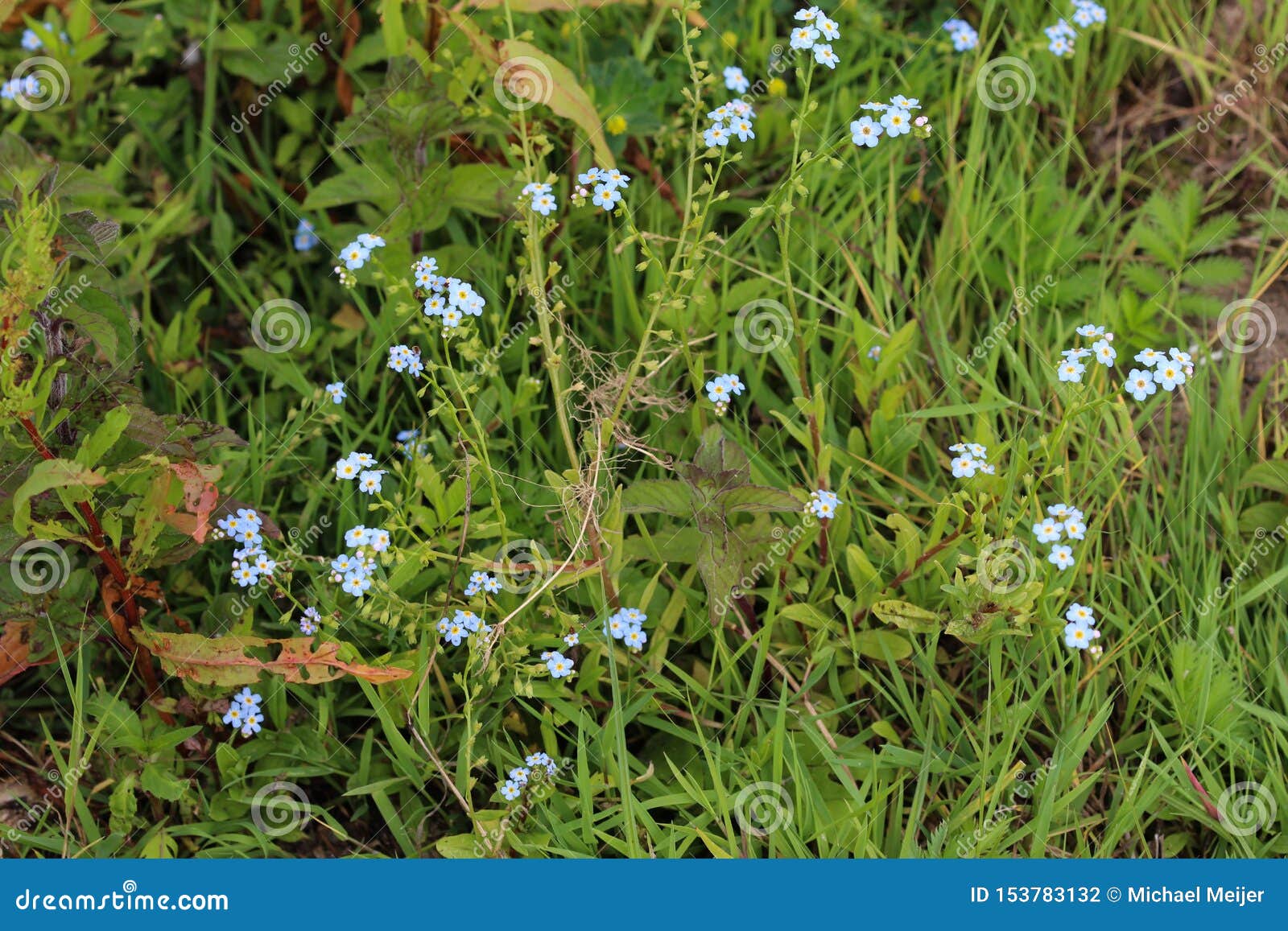 Myosotis Scorpioides The True Forget Me Not Water Forget Me Not Flower Stock Photo Image Of Beauty Leaf