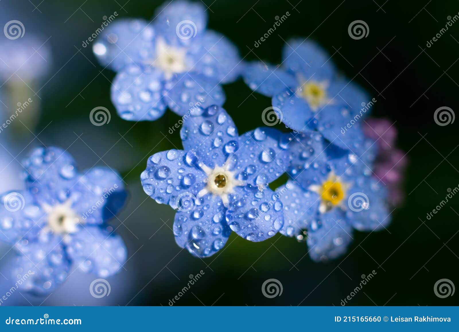 myosotis sylvatica also called forget-me-not. macro photo of blue beautiful small flwers with yellow core