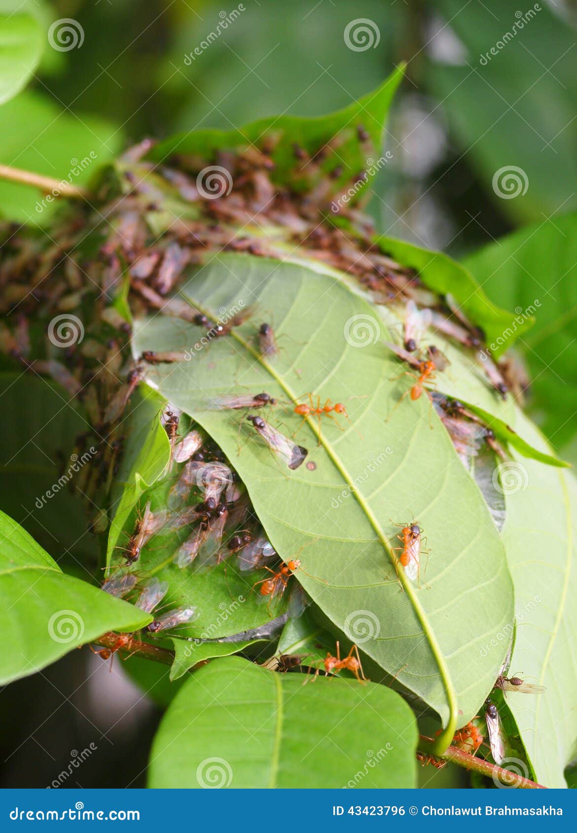 Många gör till drottning röda orange myror som omformas från rött för att svärta färg med genomskinliga vingar som är klara att flyga spring runt om ett litet rött myrarede som byggs från gröna sidor i en buske i tropisk natur under morgonsolljus