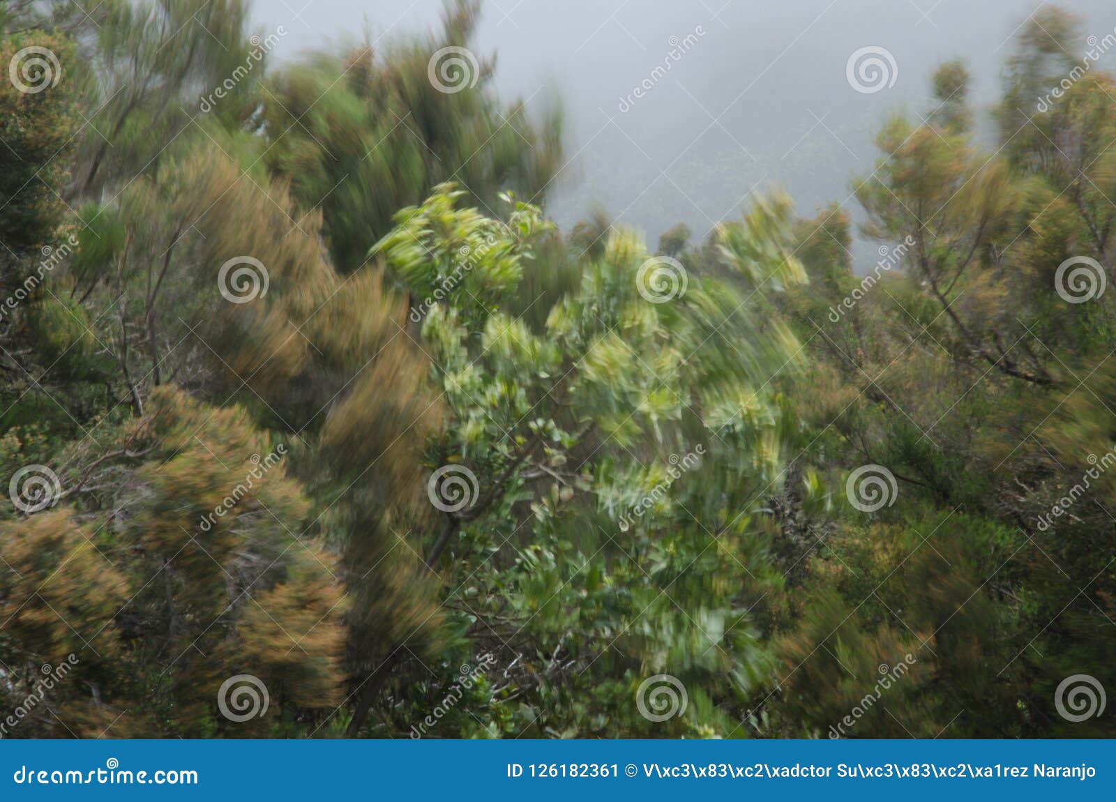 myrica-erica shrub forest moved by the wind.