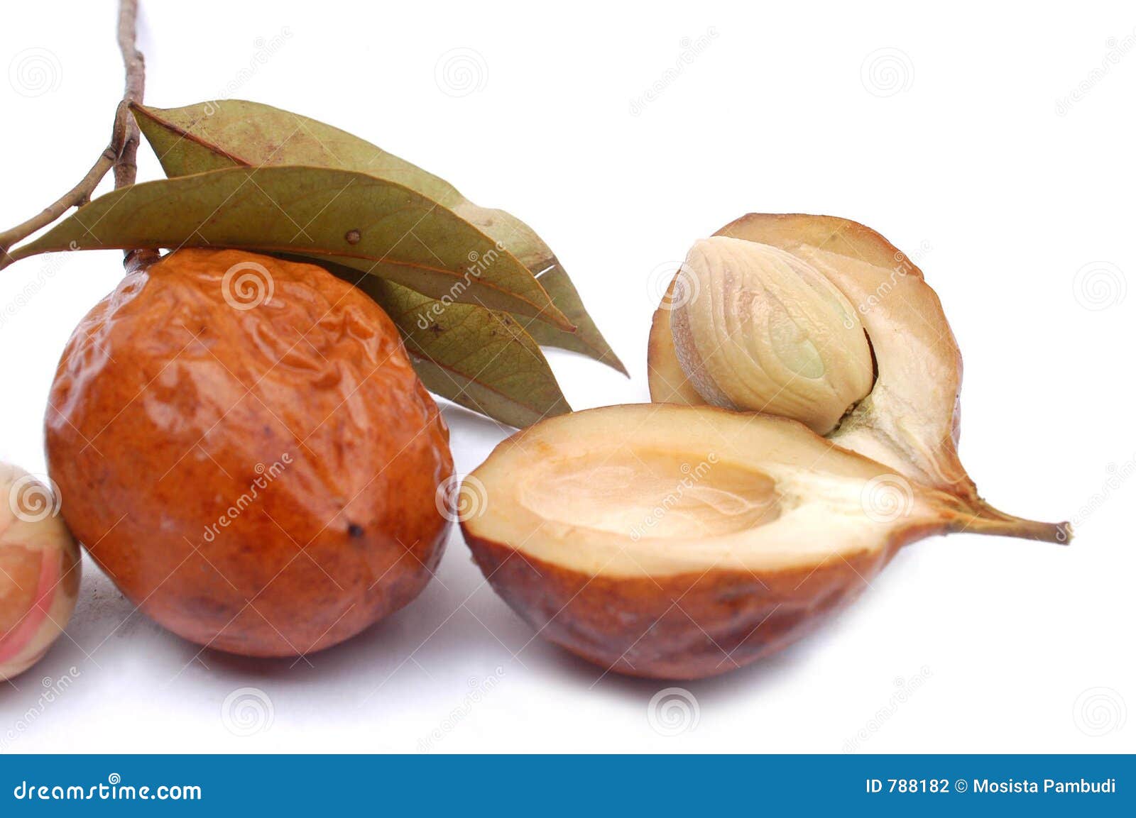 myristica fatua seeds
