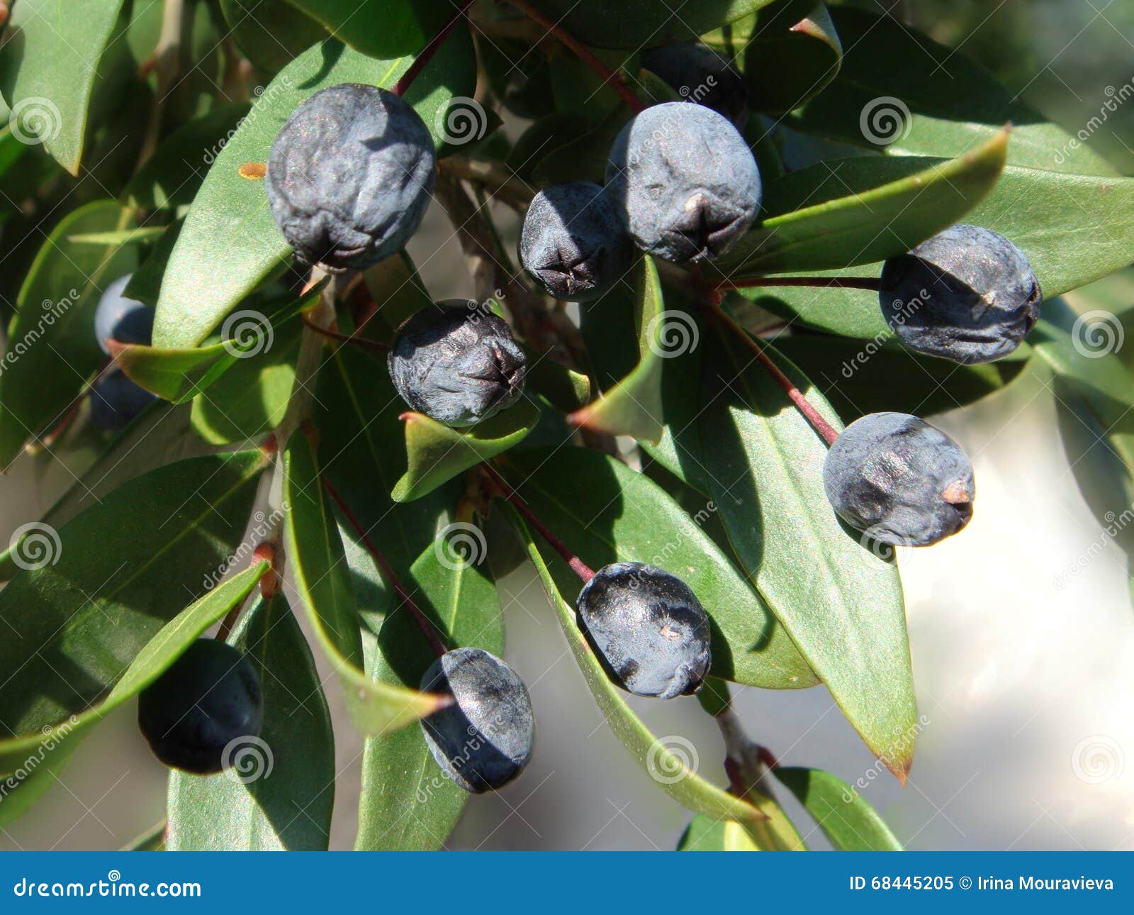 Myrtle berries stock image. Image of ripe, berries, black 68445205