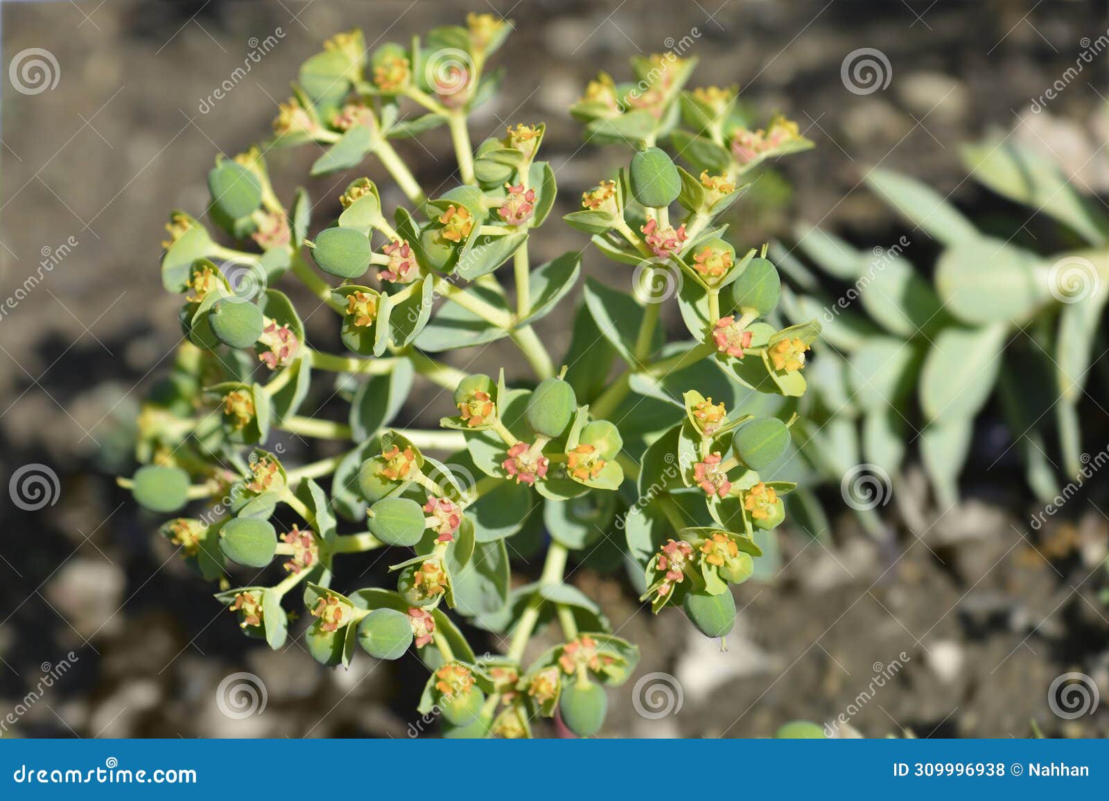 myrtle spurge