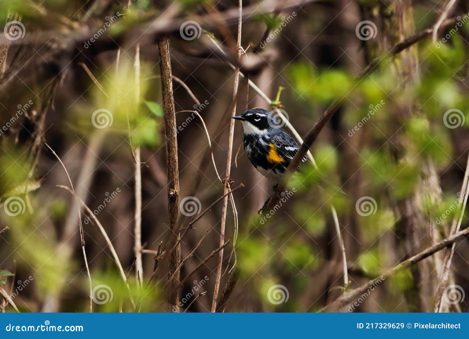 myrtle warbler in a thicket.