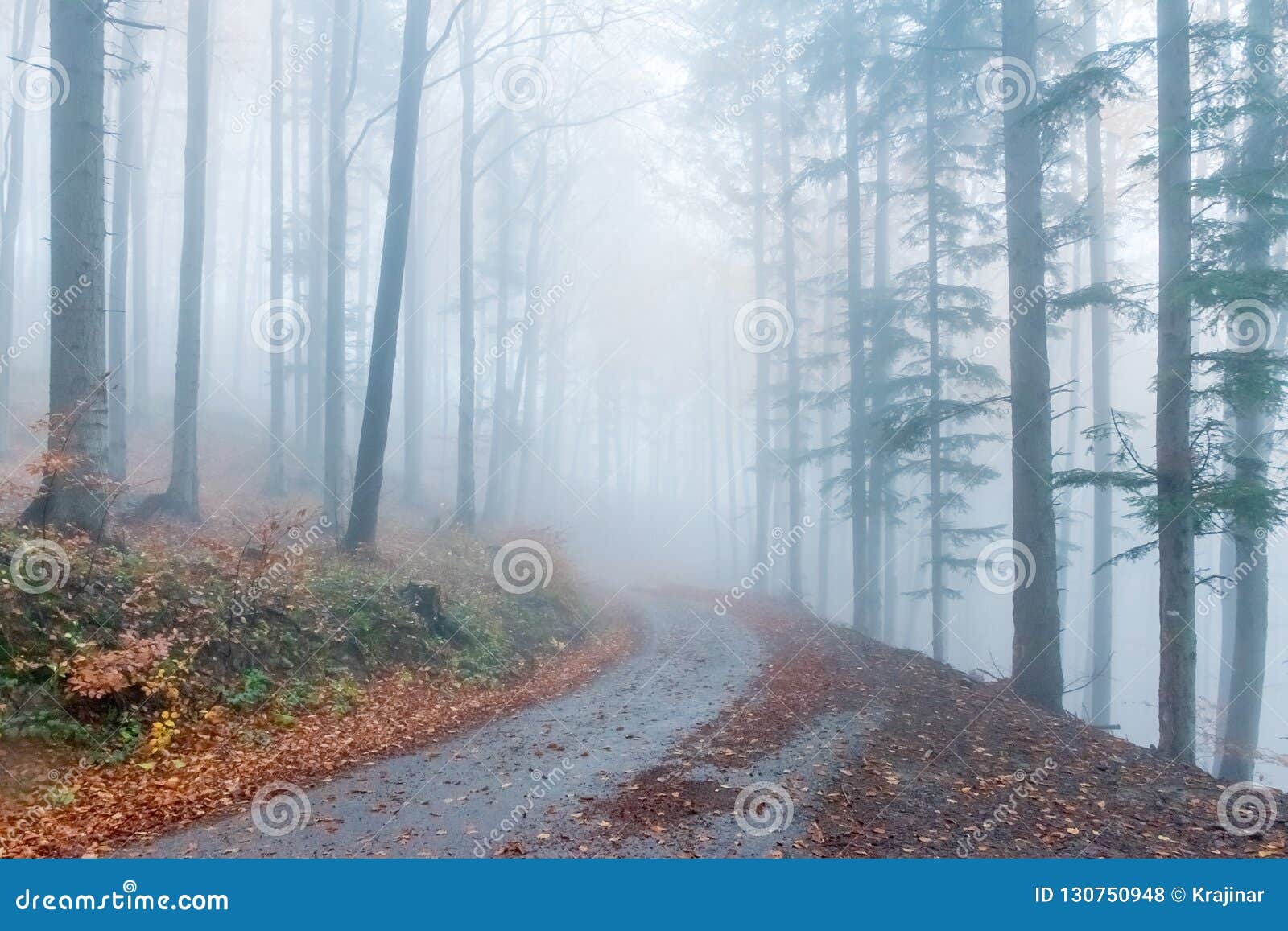 Mysterious Autumn Europian Forest with Dark Atmosfere with Fog, Czech