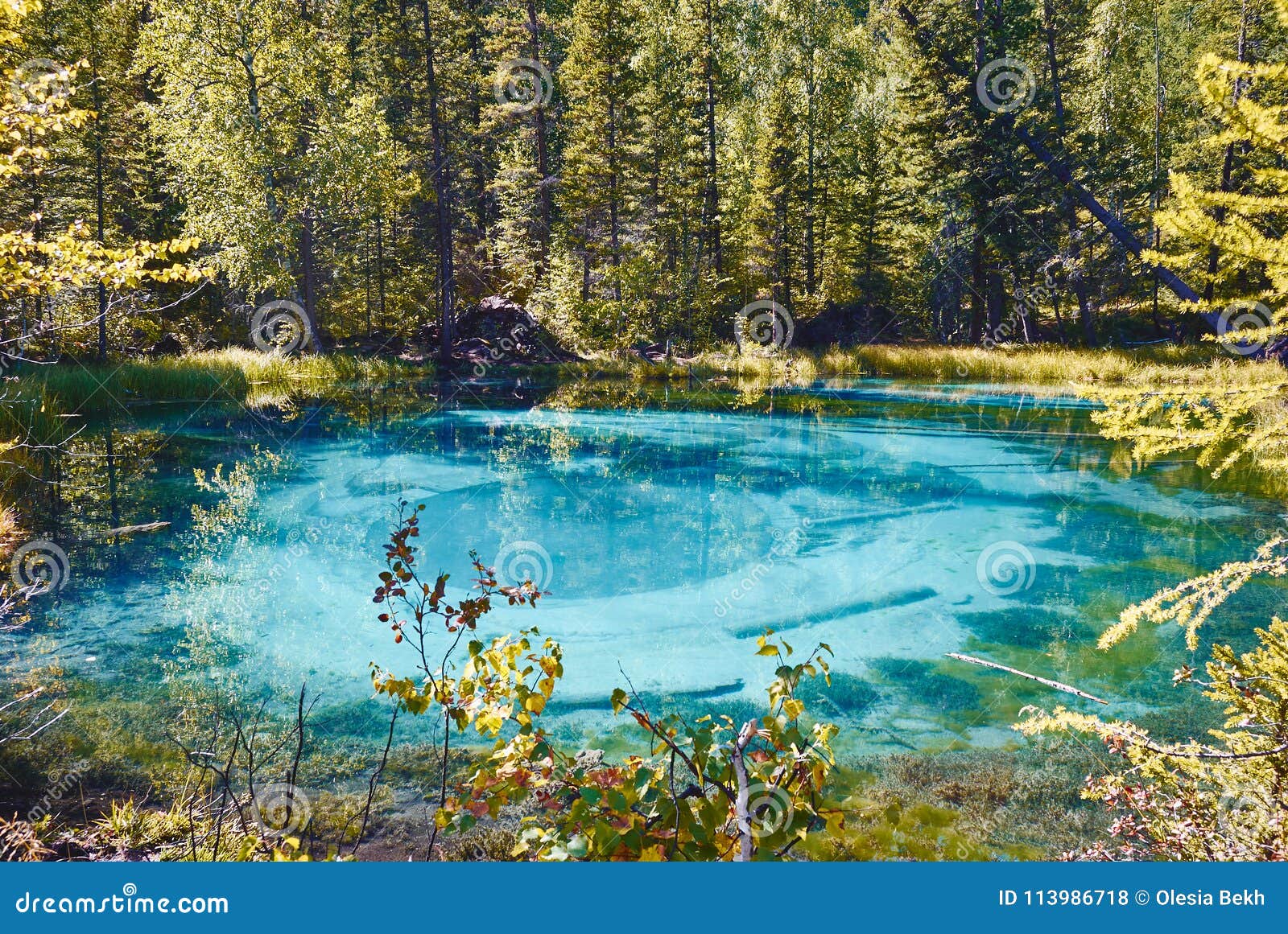 blue geyser lake surrounded by forests in the altai mountain, russia