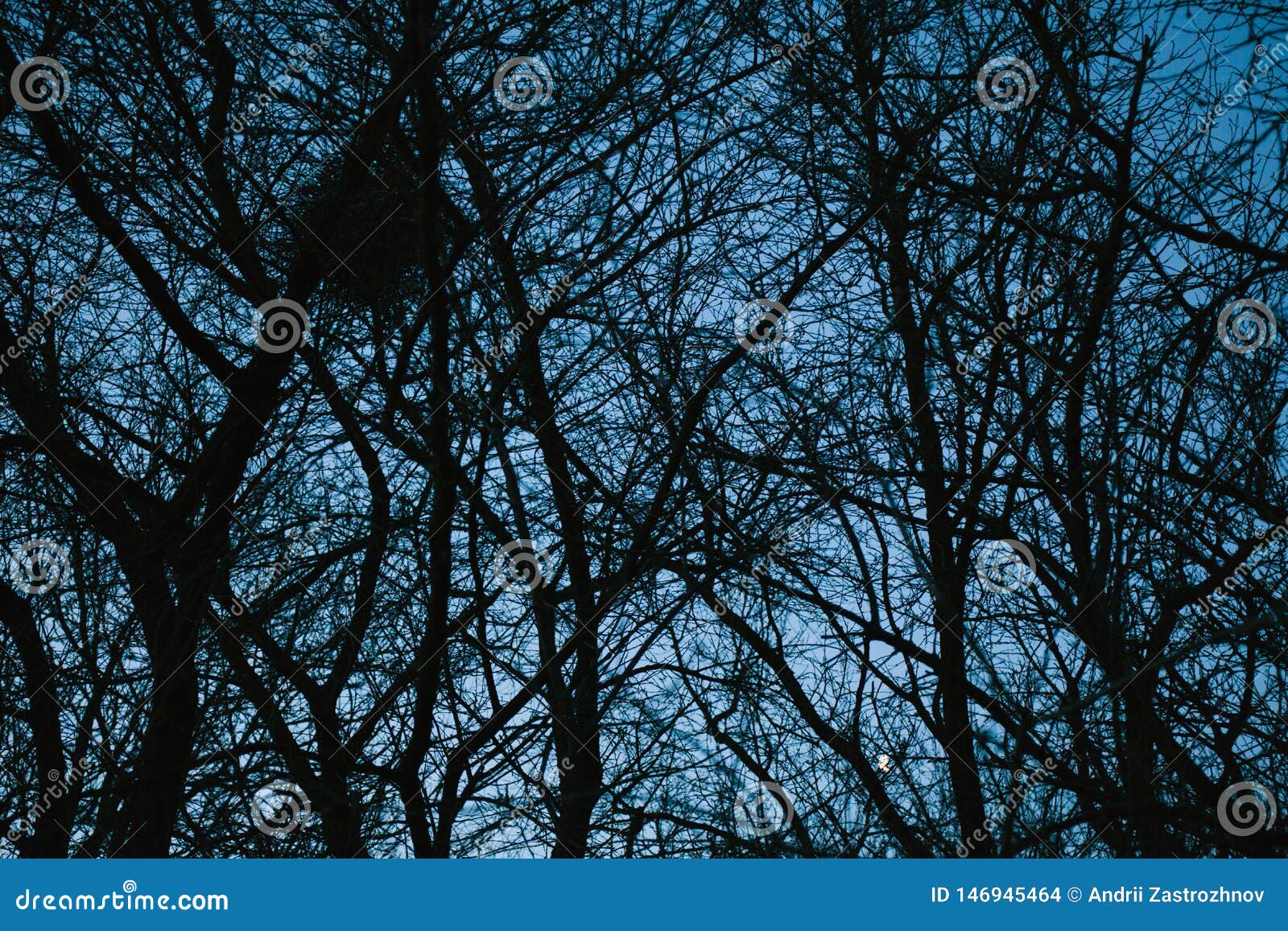 Mysterious Dark Forest, Trees and Branches Background Stock Photo