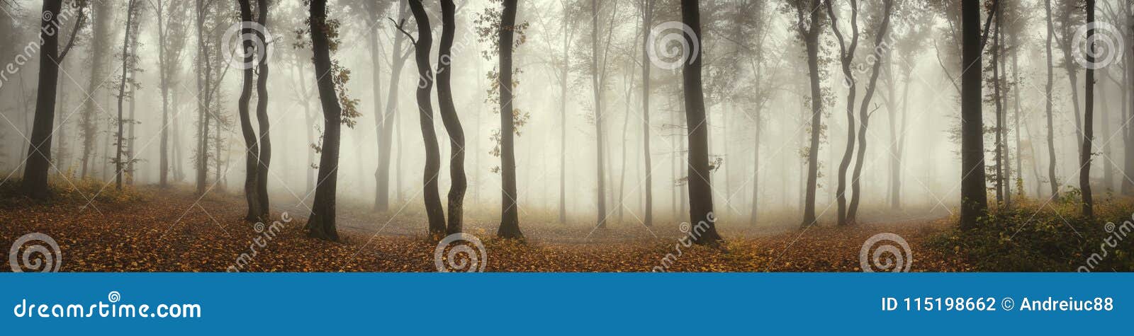 mysterious foggy forest panorama landscape