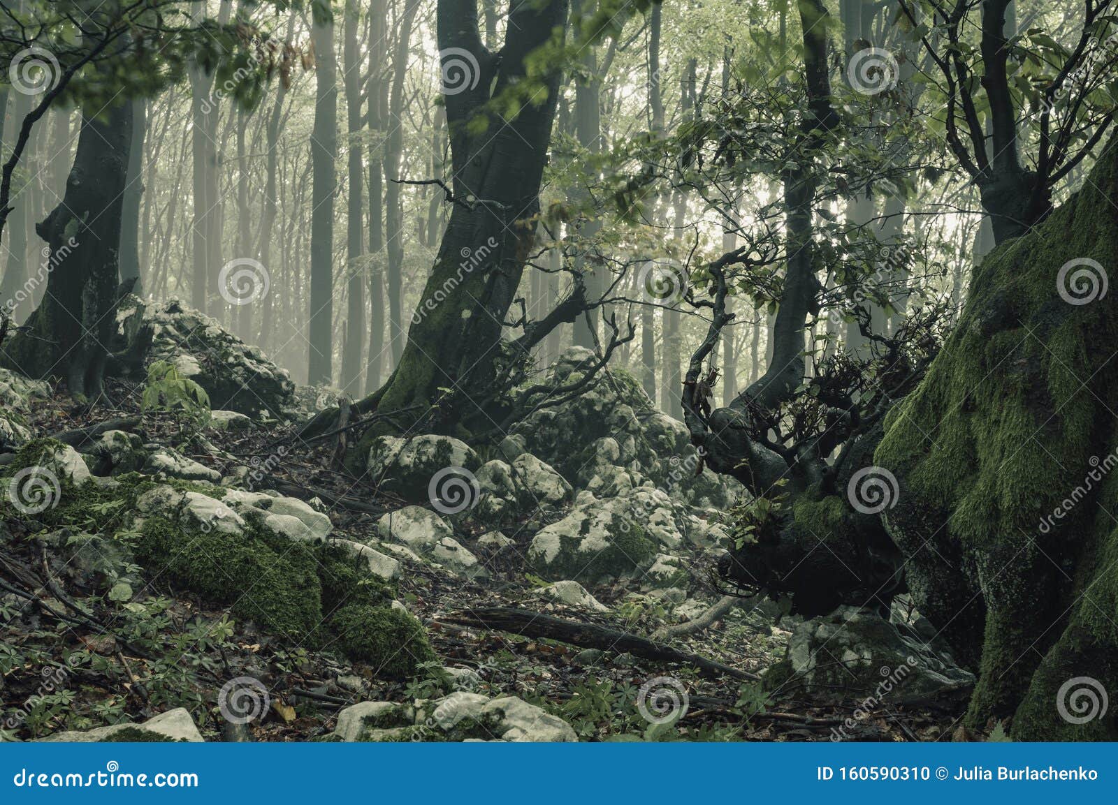 gryde indstudering opnå Mysterious foggy forest stock photo. Image of light - 160590310