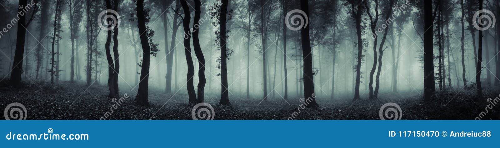 mysterious forest scene panorama