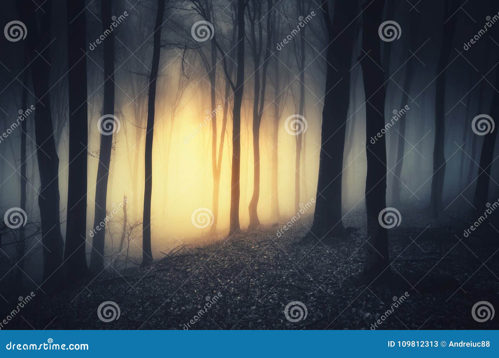 mysterious light in dark haunted forest at night