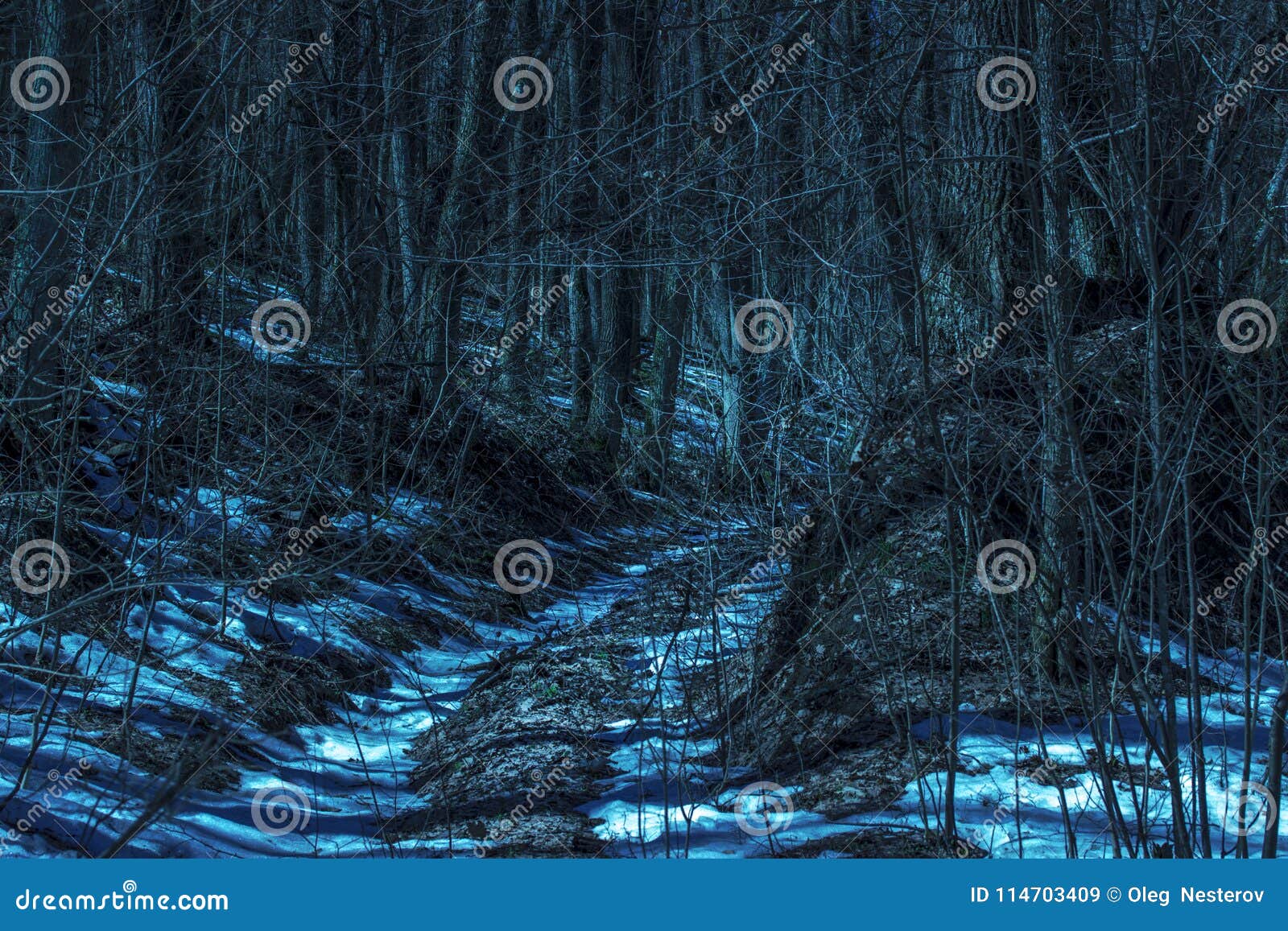 Mysterious Path in the Night Forest Around the Thin Branches of