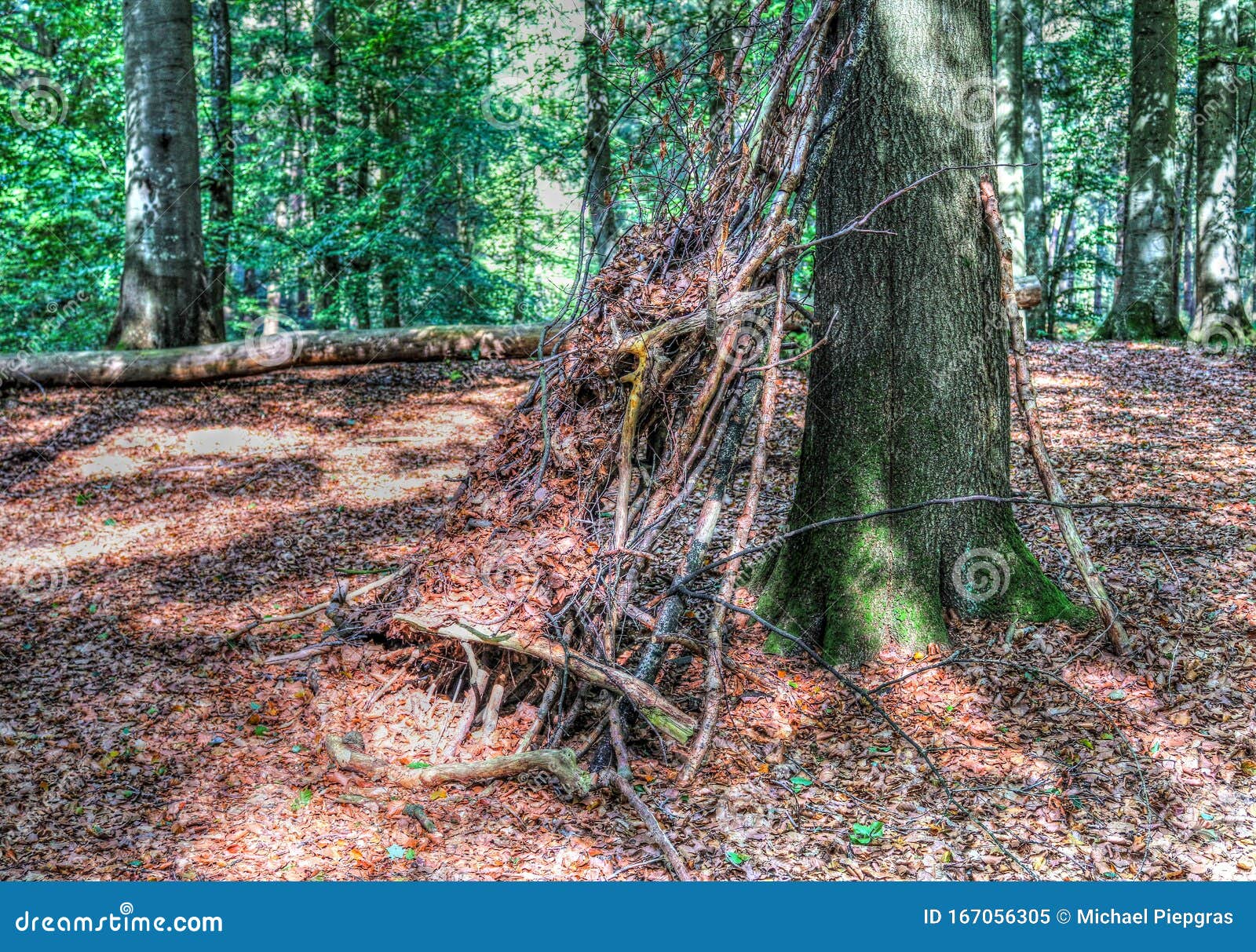 mysterious view into a green forest in northern eruope