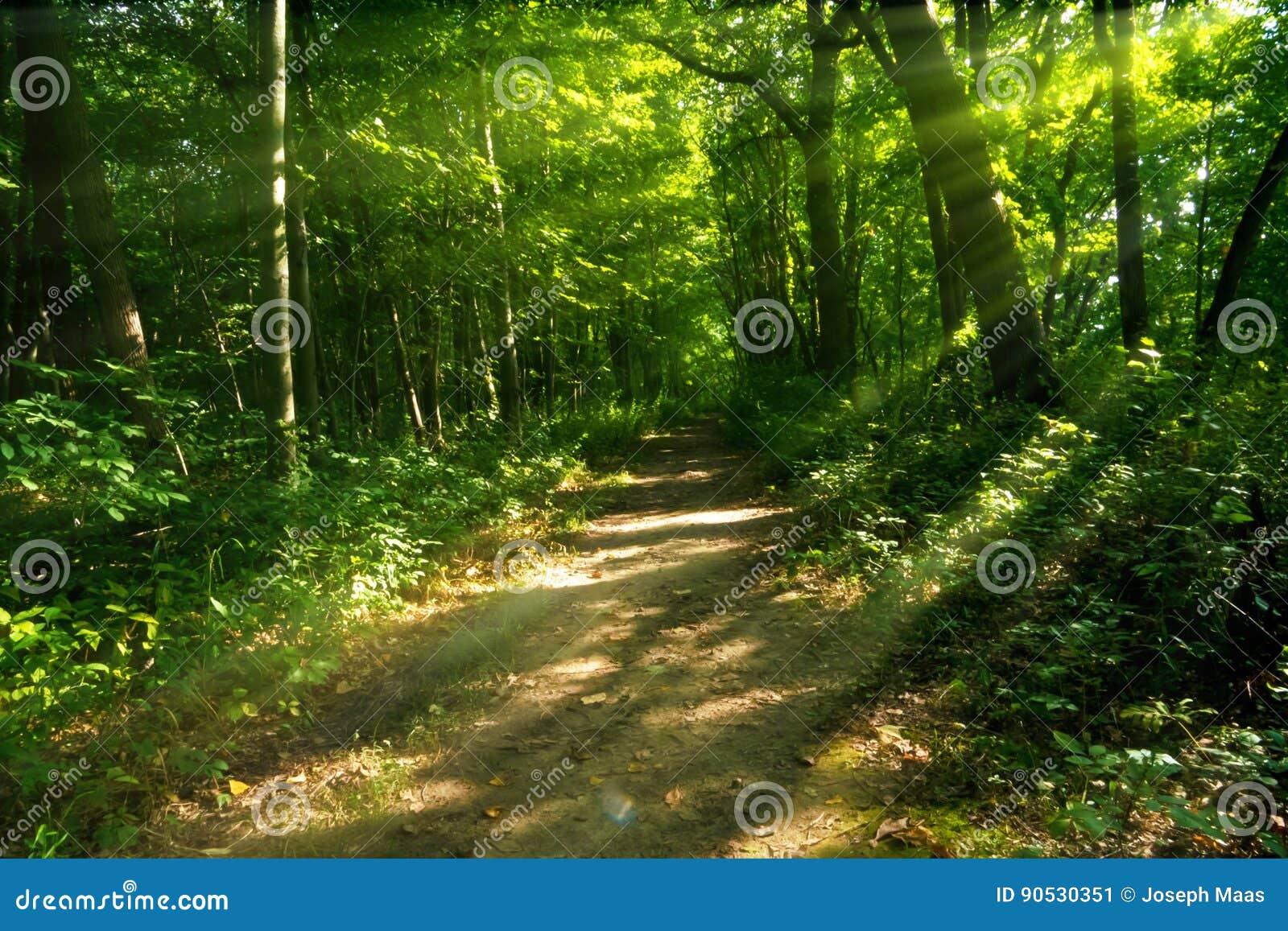 mysterious wooded path