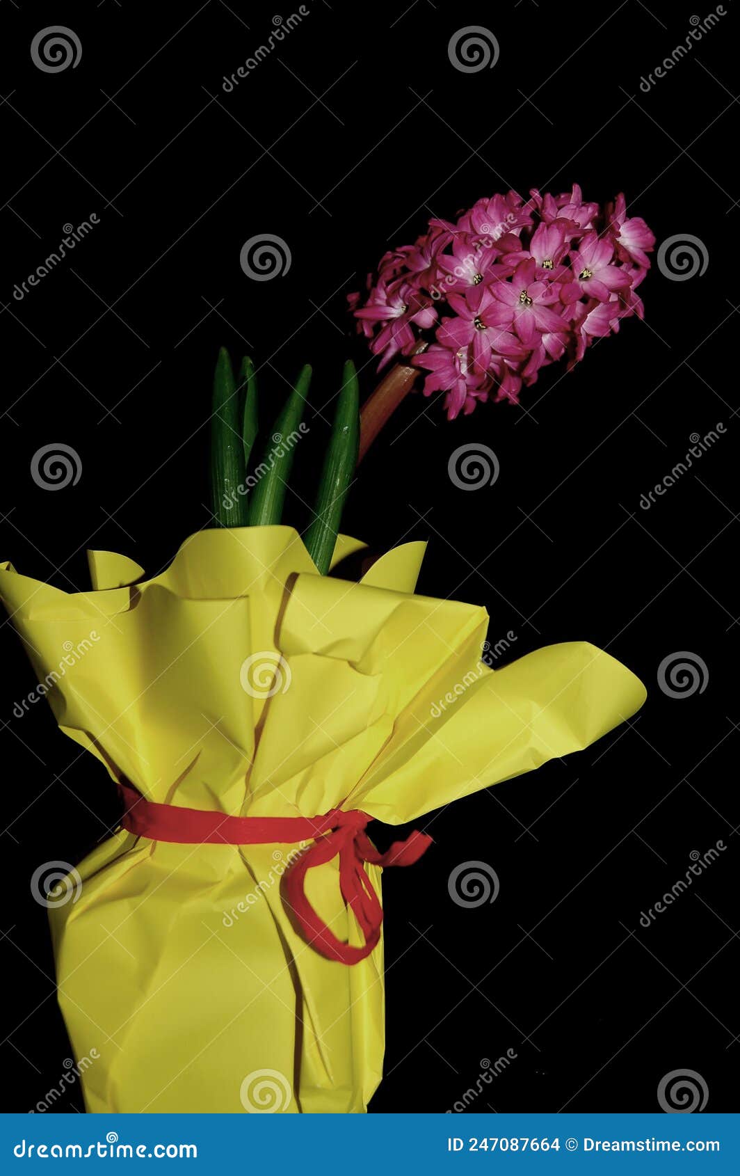 Mystery magic flower 2 stock photo. Image of pink, mystery 247087664