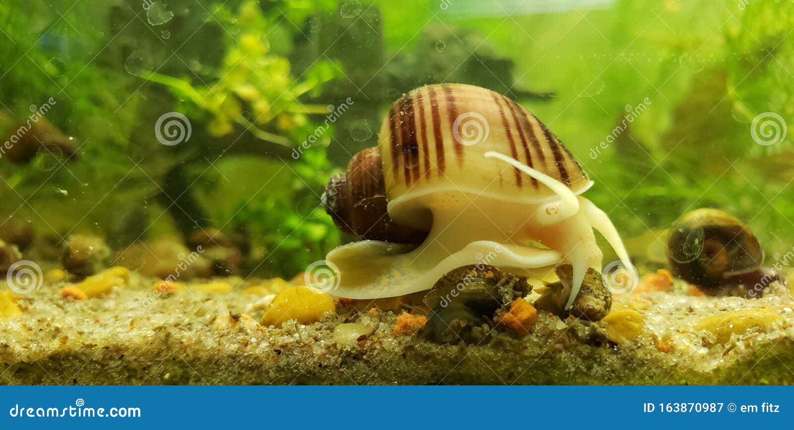 mystery snail appreciation