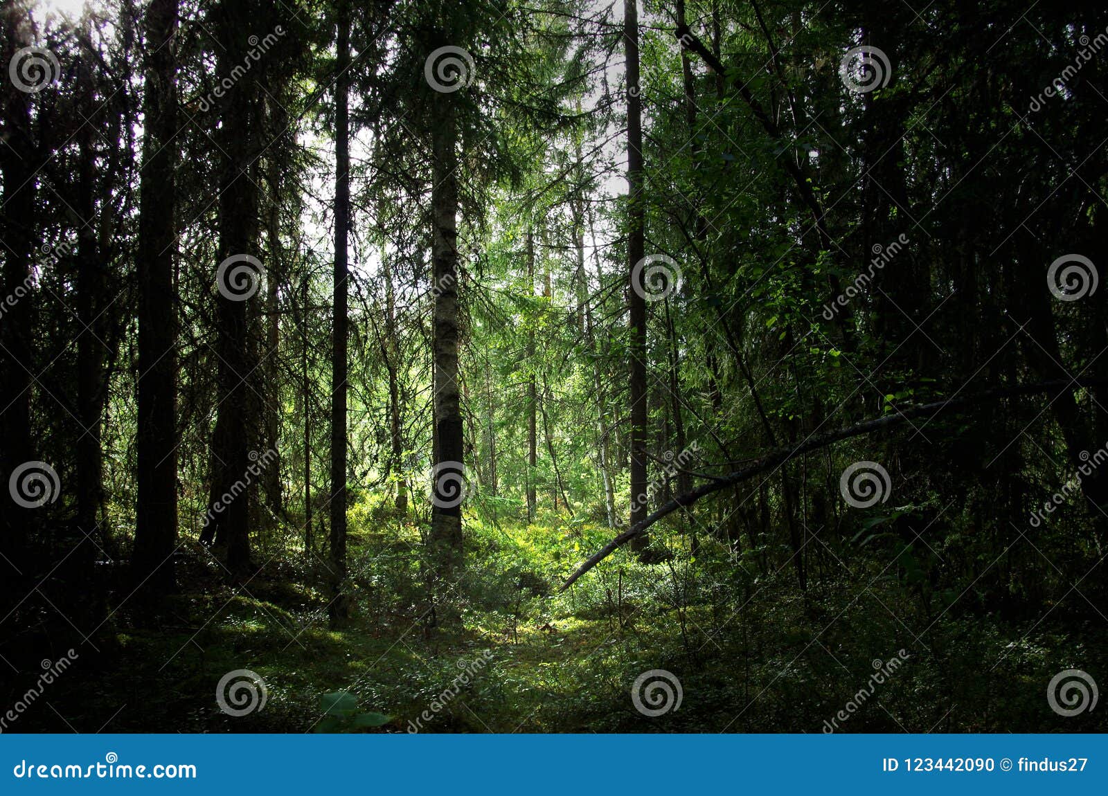 a mystic forest in dalarna