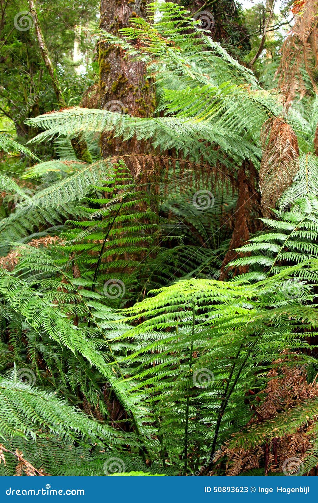 mystic jungle feelings, australasian