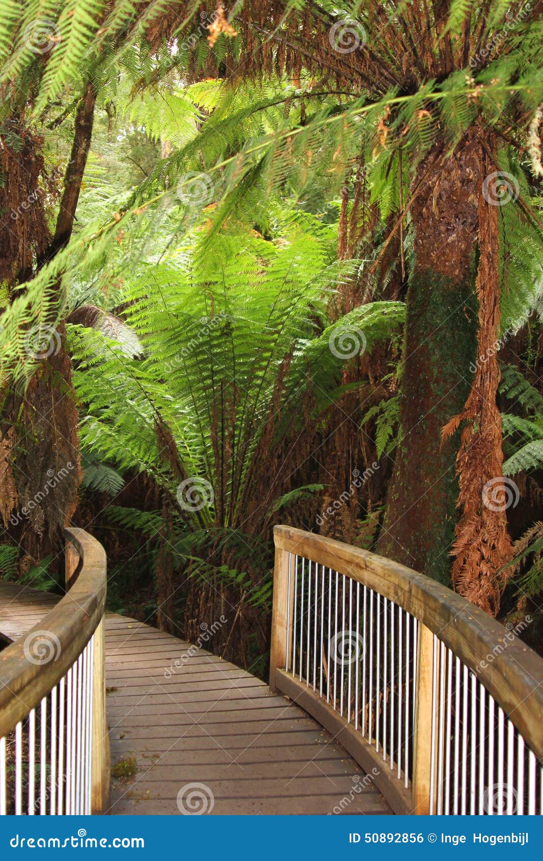 mystic jungle trail along the great ocean road, australia