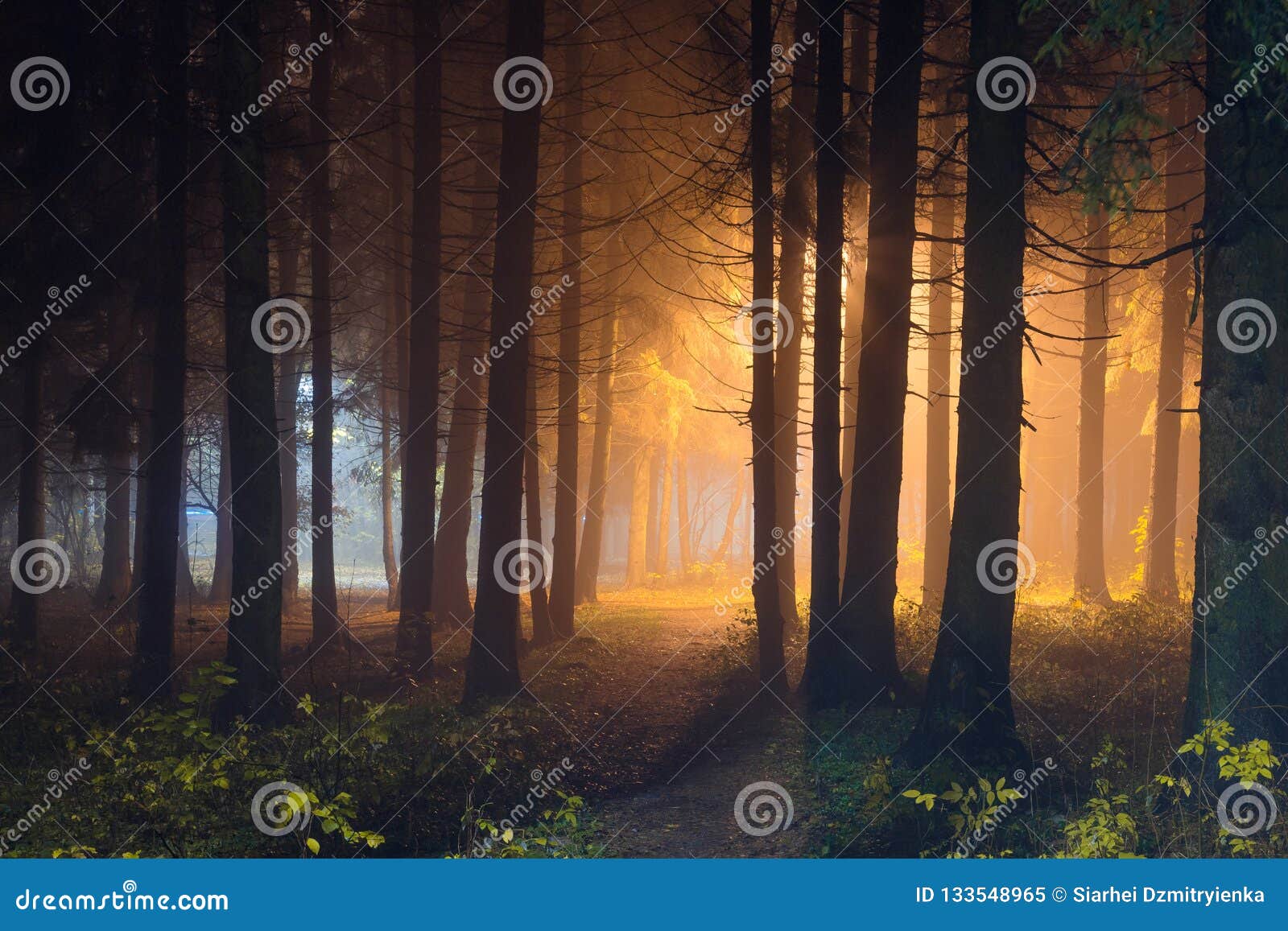 mystic night forest with shining light