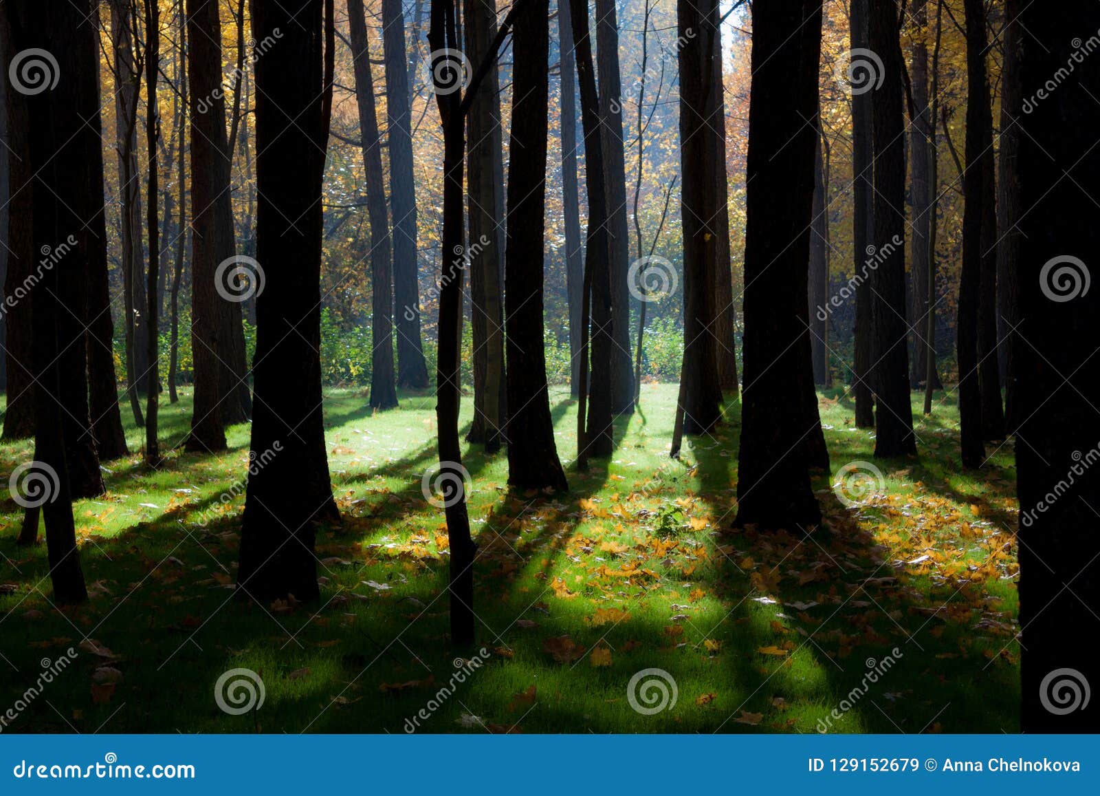 Mystical autumn forest. stock image. Image of park, sunshine - 129152679