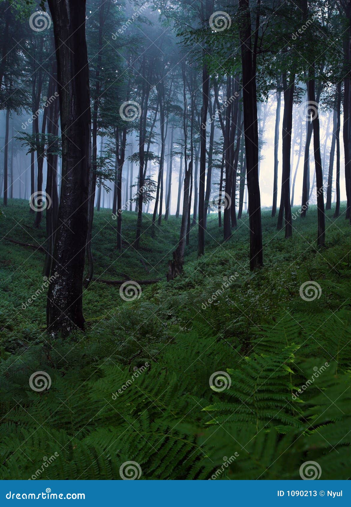 Mystical forest stock image. Image of harvest, camping 1090213