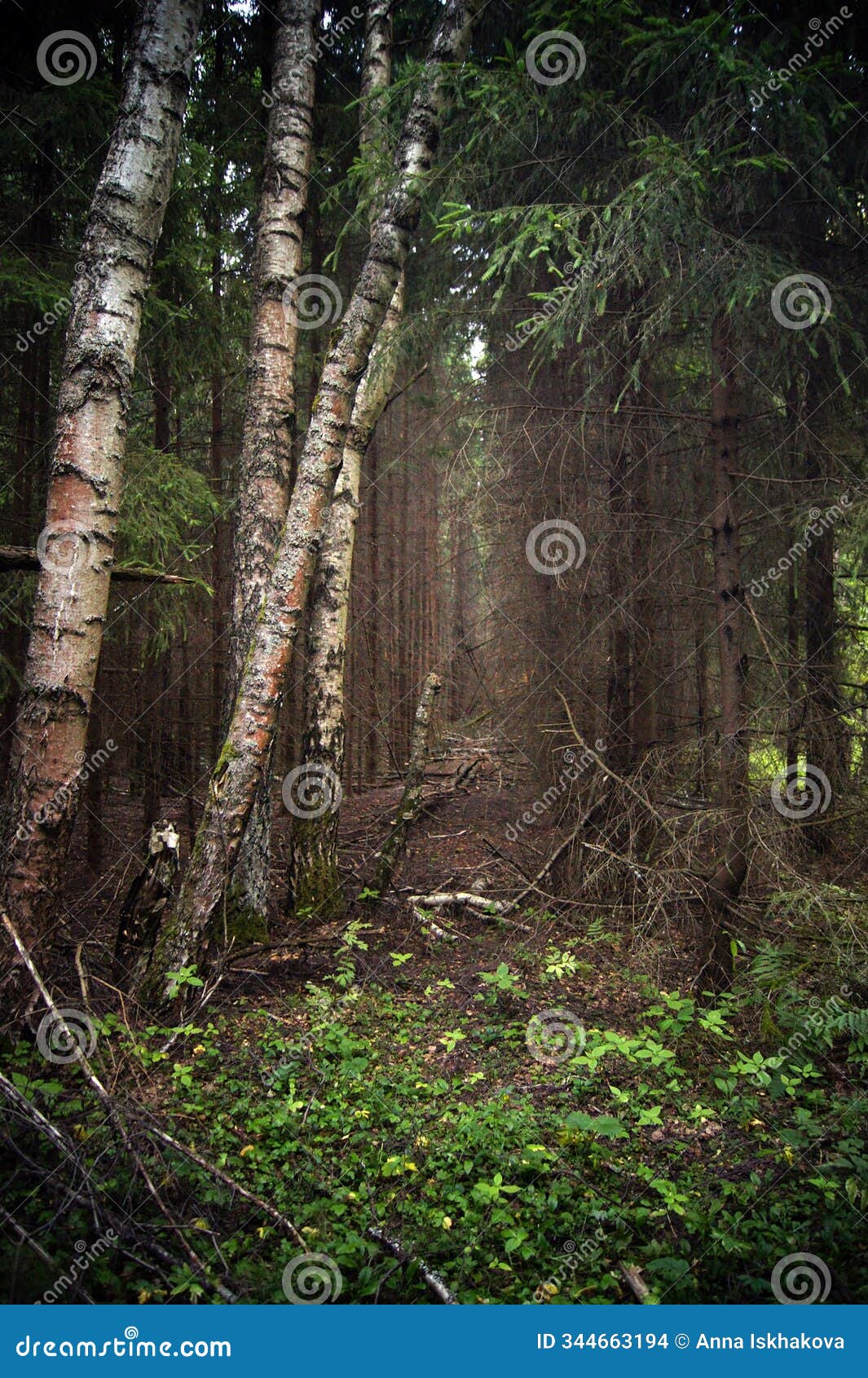 mystical forest