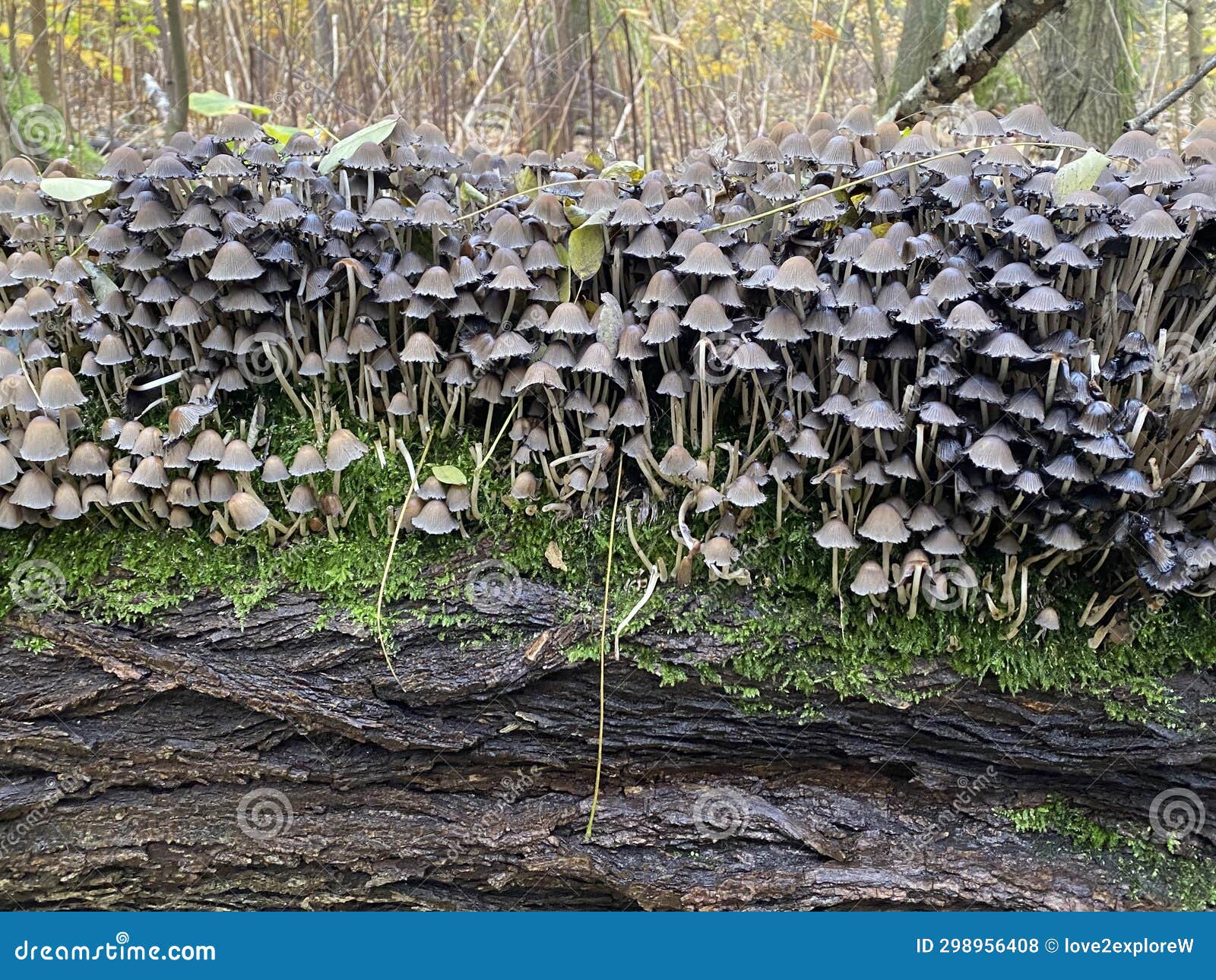 mystical group of fairy inkcaps on a tree trunk