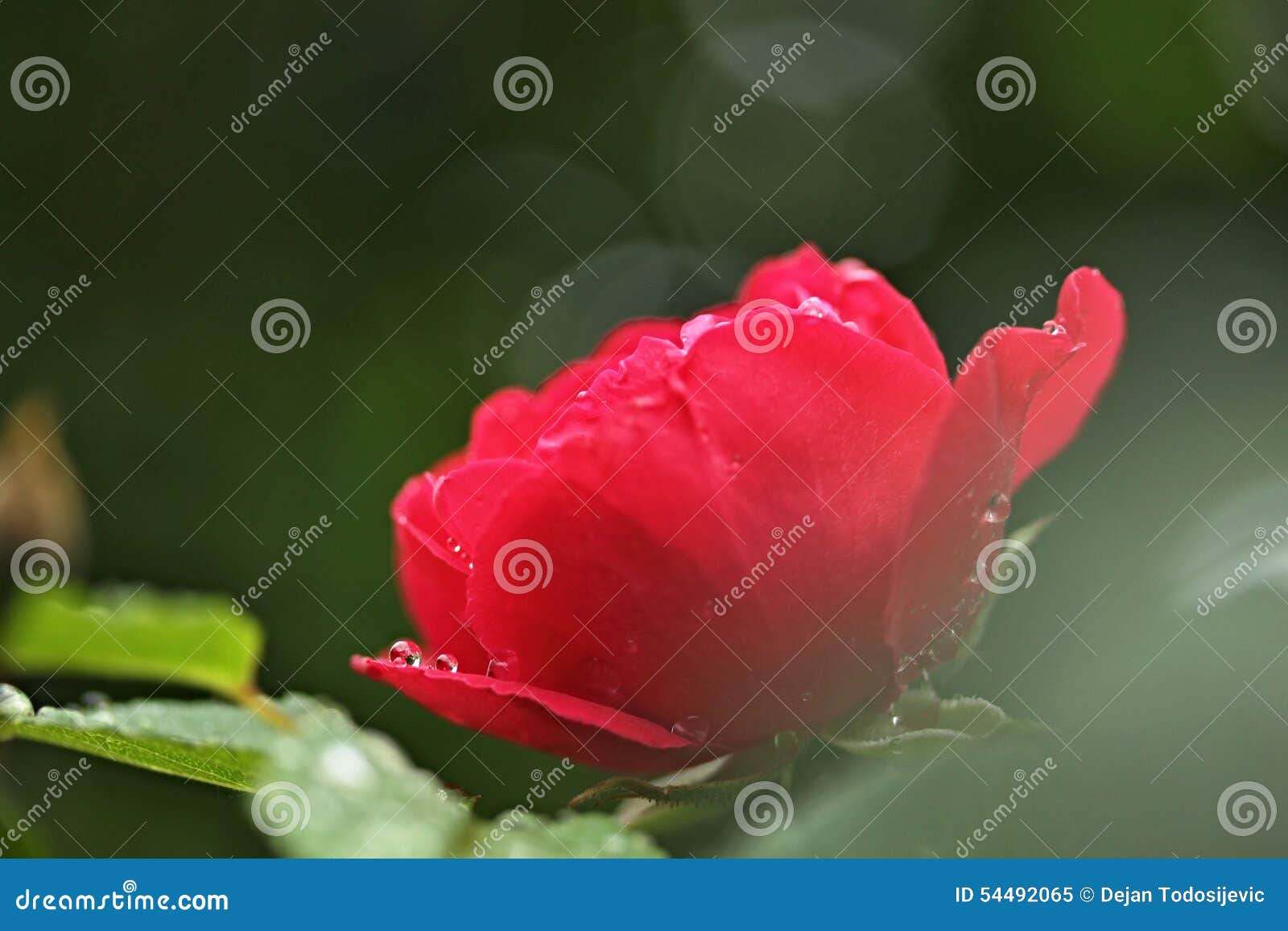 Mystical Rose Stock Image Image Of Elegant Garden Flowering