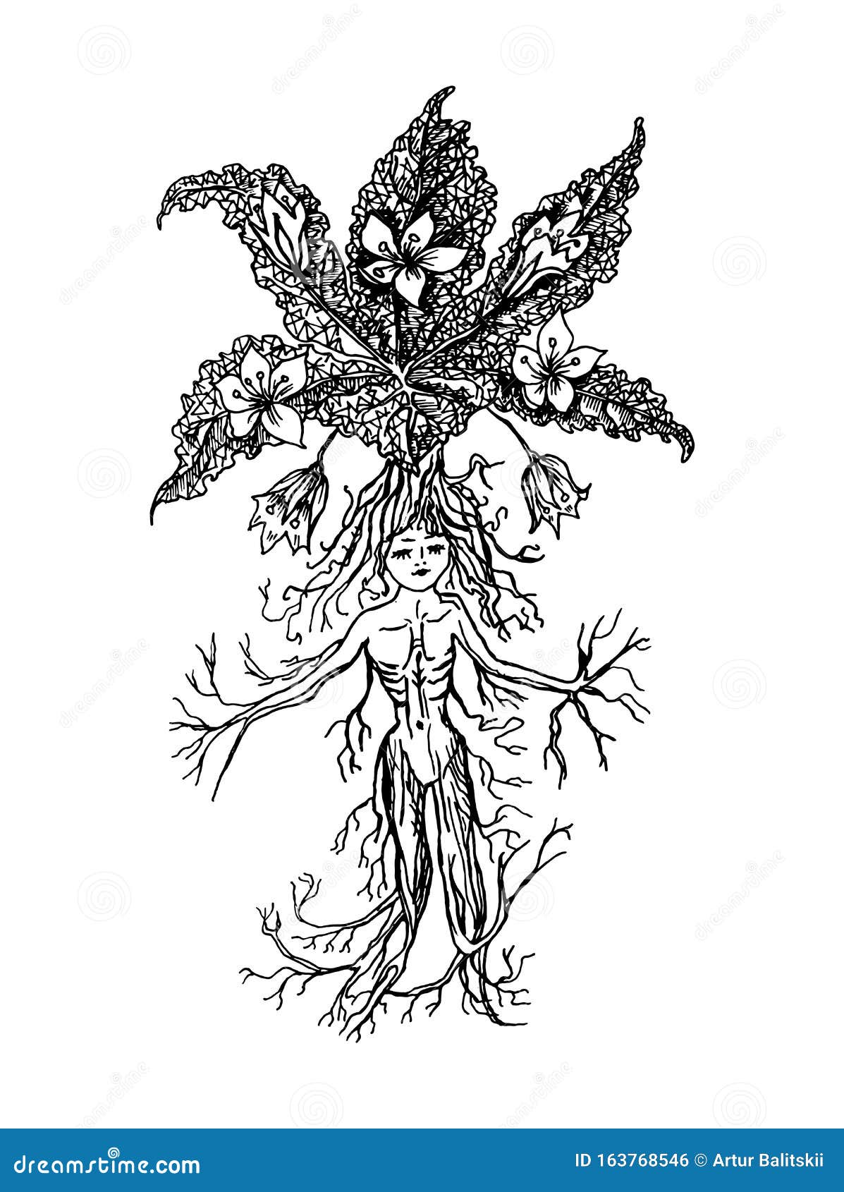 Desenho Manual De Mandrake. Ilustração Stock - Ilustração de wicca