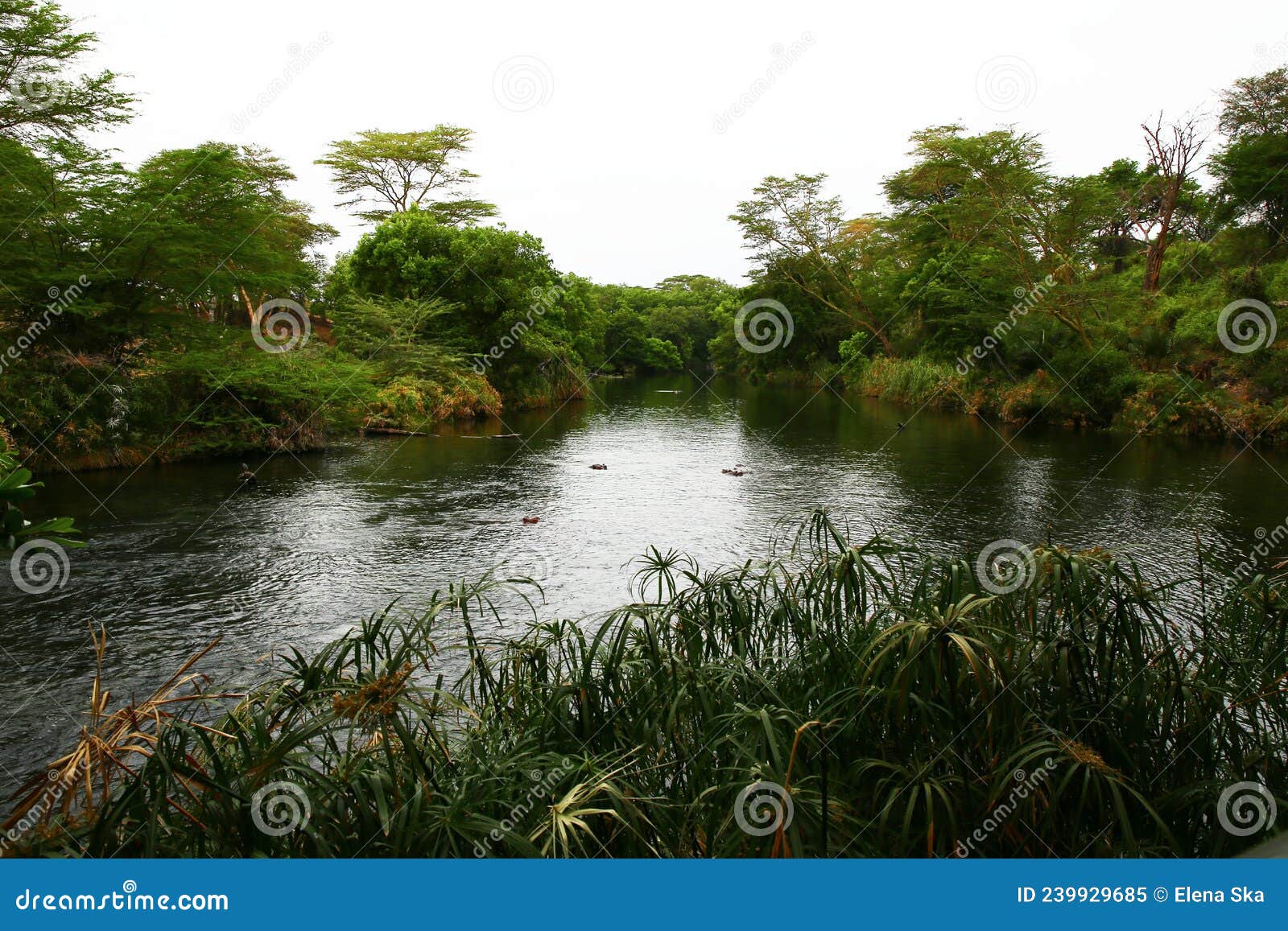 Mzima Springs in the National Park of Tsavo West in Kenya Stock Image ...
