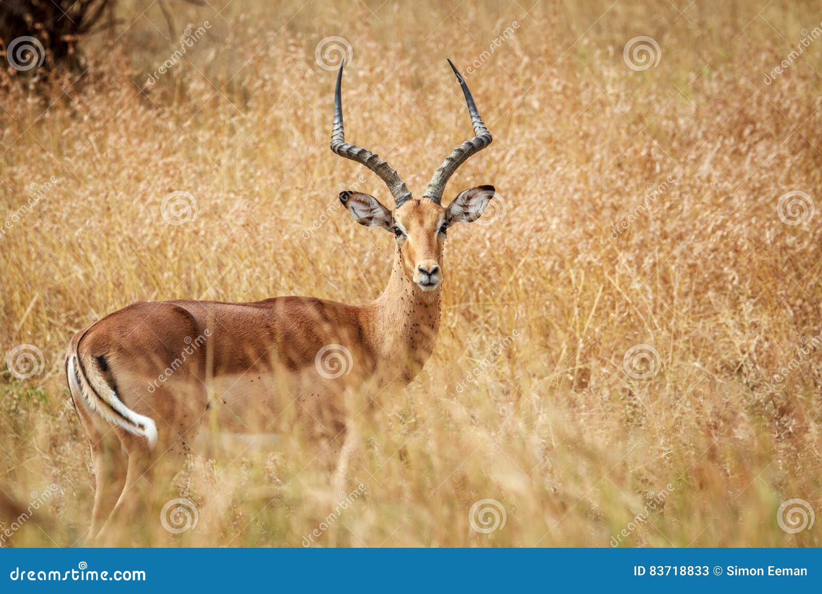 Männliche Impala, die an der Kamera die Hauptrolle spielt. Männliche Impala, die an der Kamera im Nationalpark Kruger, Südafrika die Hauptrolle spielt